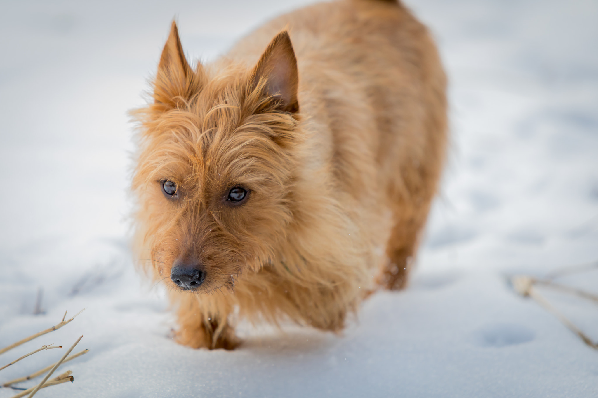 Canon EF 70-200mm F2.8L IS USM sample photo. On the hunt photography