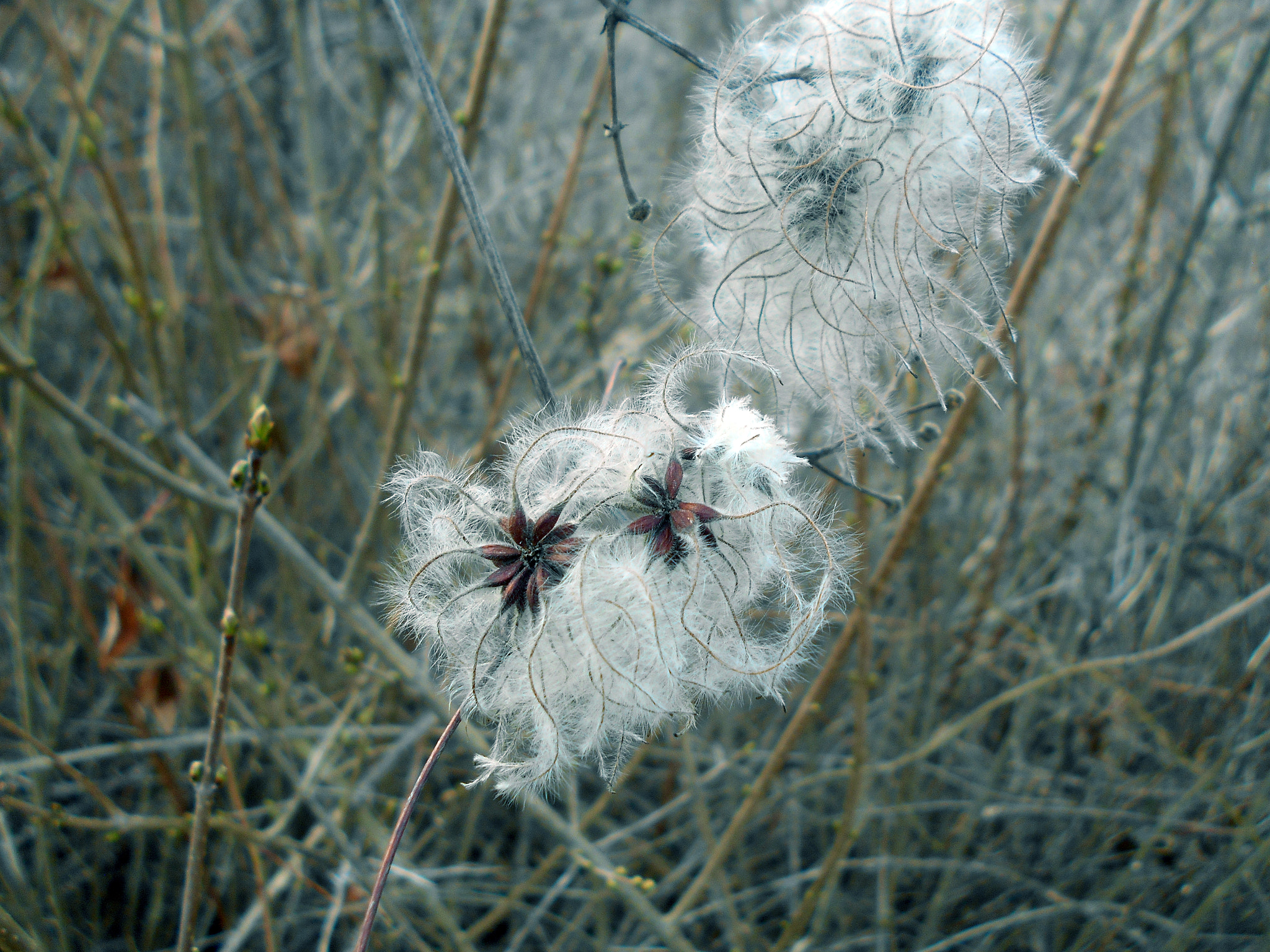 Nikon COOLPIX L30 sample photo. Puff photography