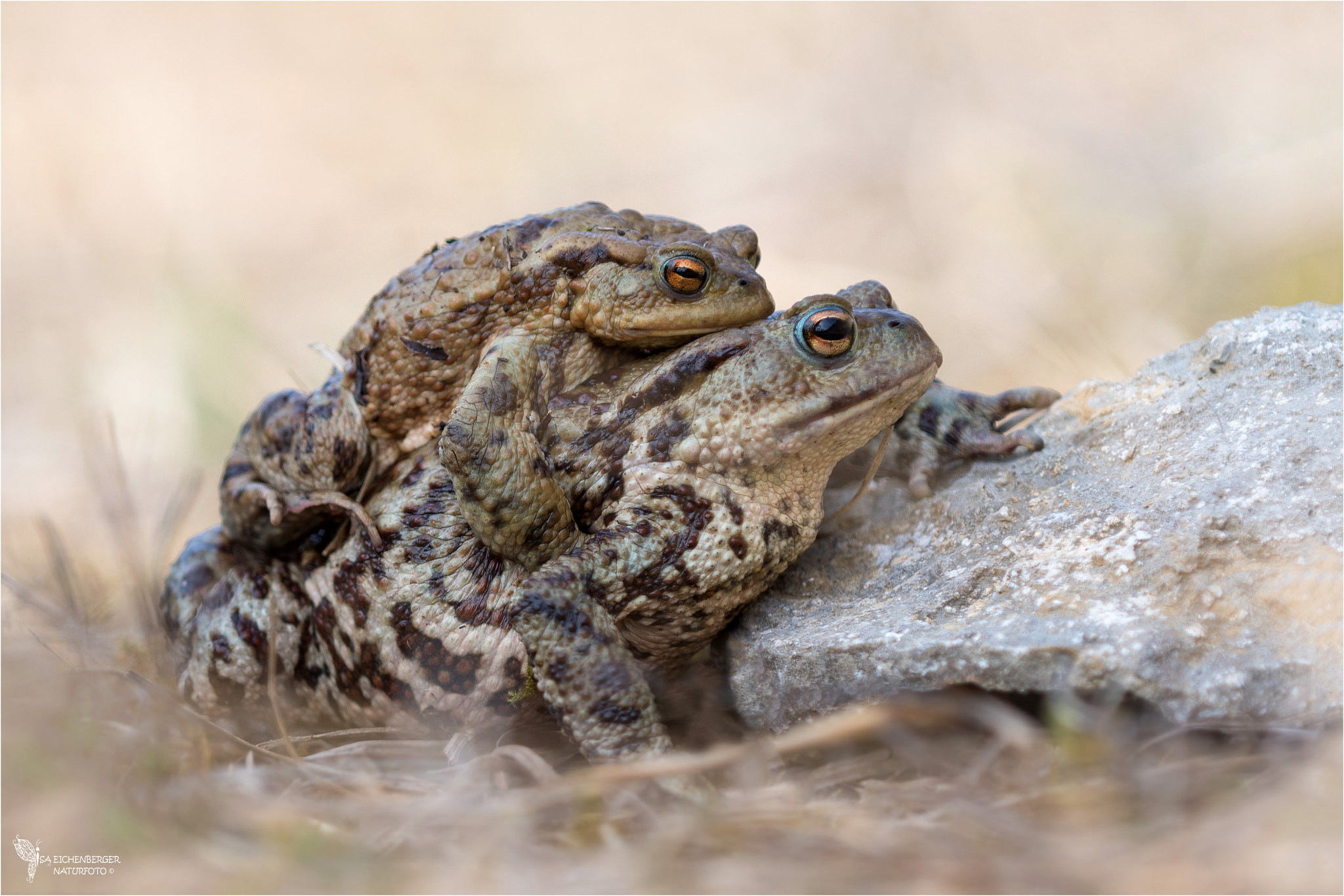 Nikon D500 + Nikon AF Micro-Nikkor 200mm F4D ED-IF sample photo. Love ist in the air photography