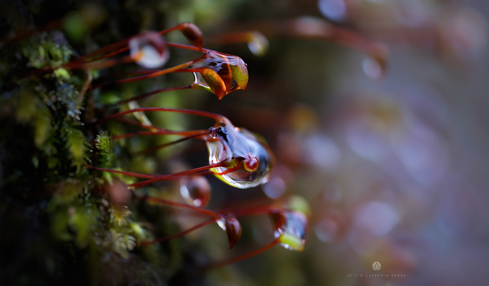 ZEISS Touit 50mm F2.8 sample photo. Colorful drops (4) photography