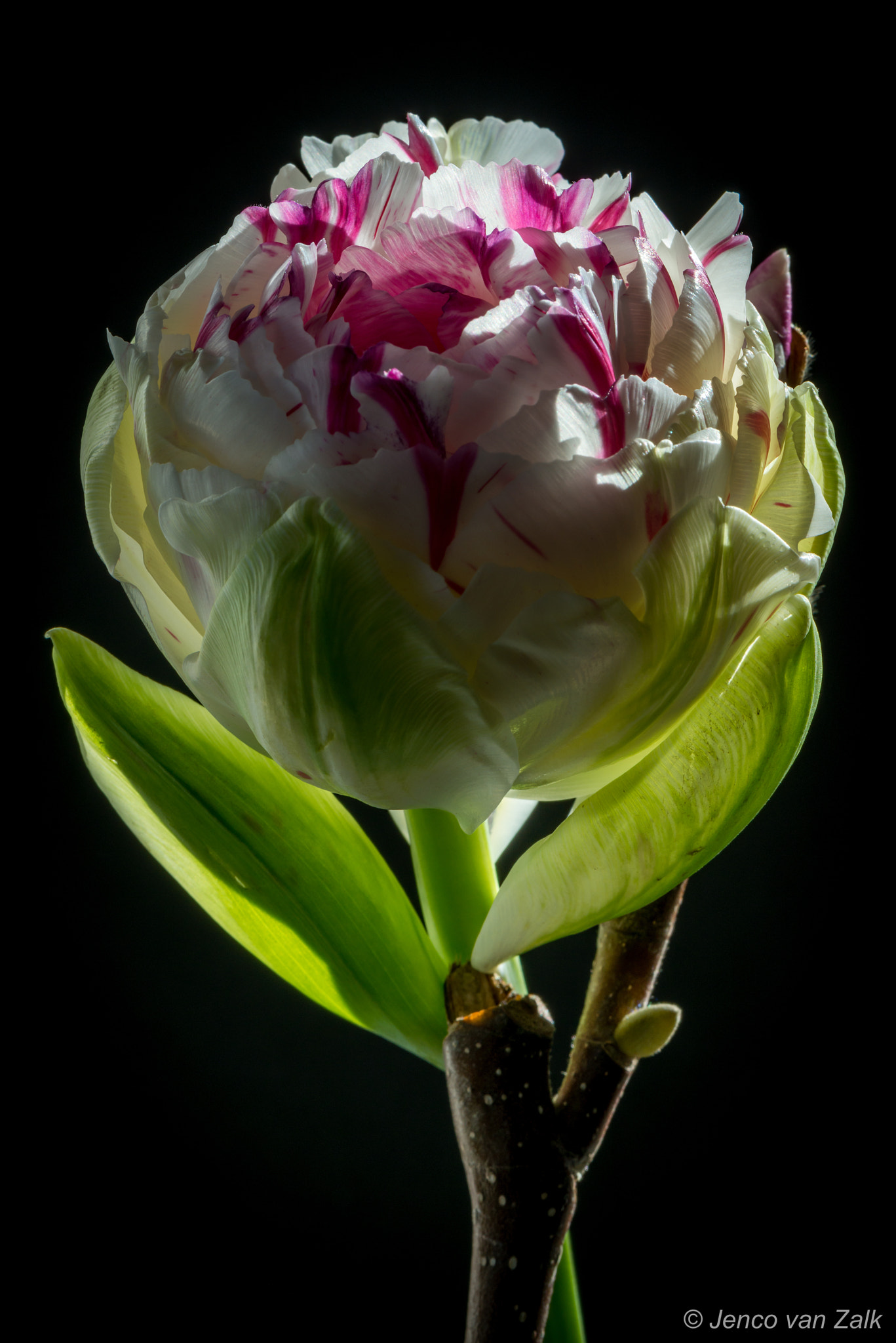 Nikon AF-S Micro-Nikkor 105mm F2.8G IF-ED VR sample photo. Tulip, leaning on a brach of a magnolia photography