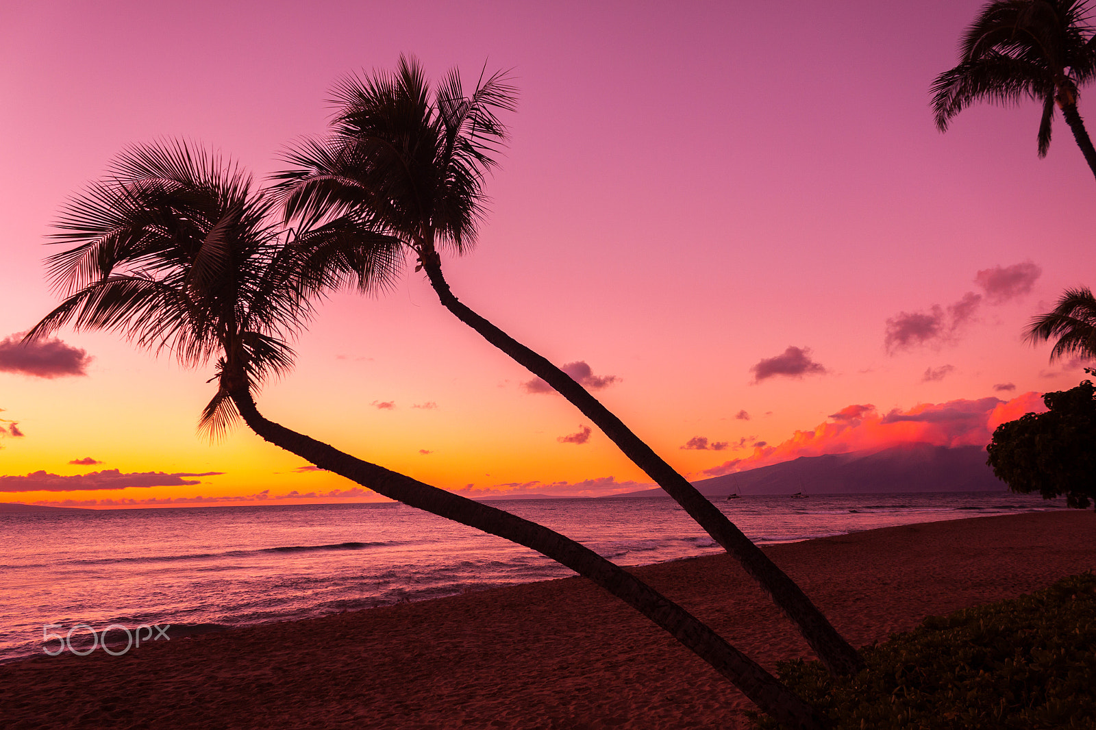 Canon EF-S 18-55mm F3.5-5.6 IS sample photo. Palm trees silhouetted at sunset photography