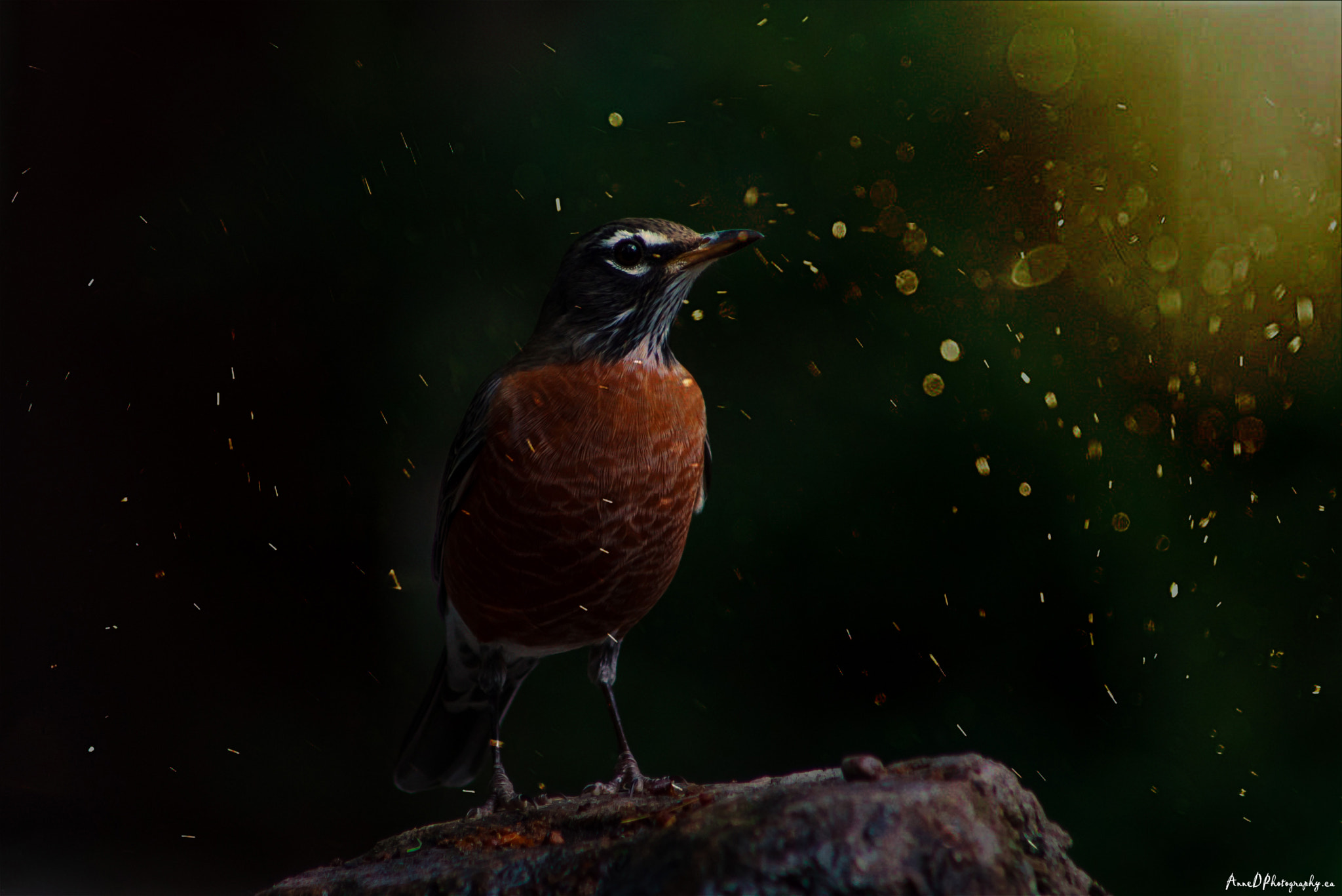 Canon EF 75-300mm f/4-5.6 USM sample photo. Rainy day robin photography