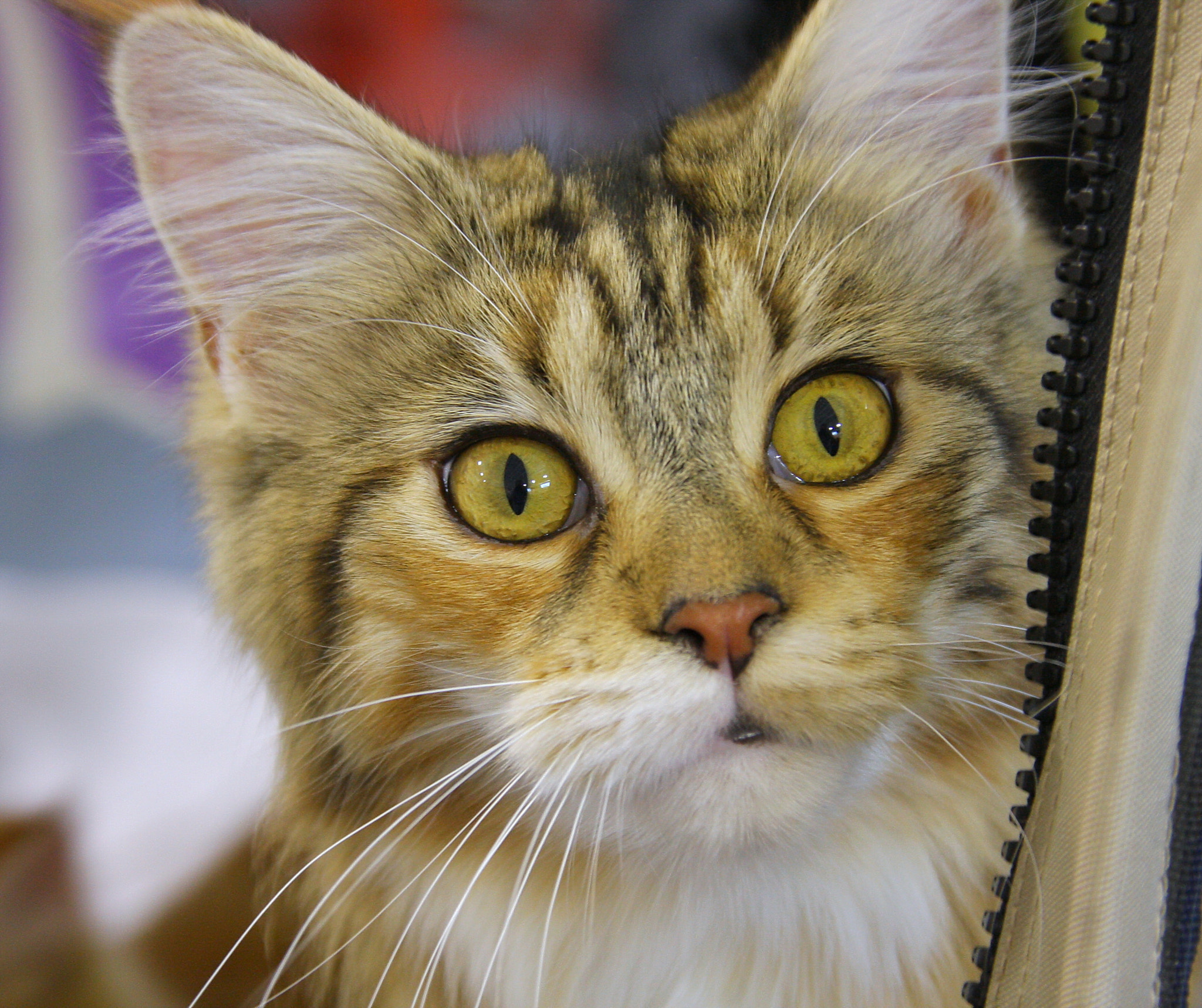 Sigma 18-200mm f/3.5-6.3 DC OS sample photo. Cat close up... photography
