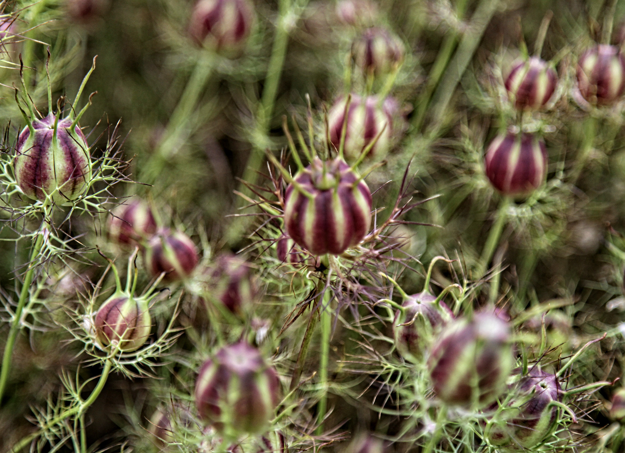 Canon EOS 50D sample photo. Lh seedhead 09 oa photography