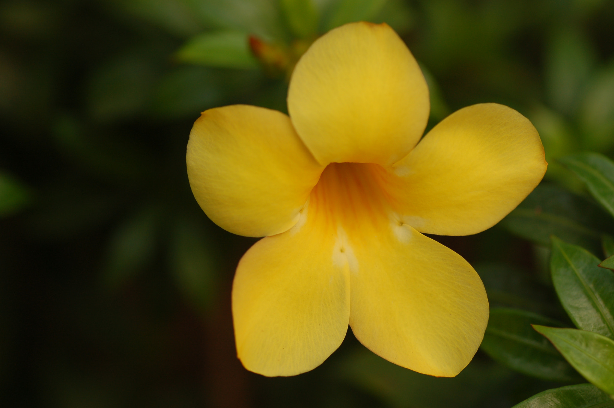 Nikon D50 + Nikon AF Micro-Nikkor 60mm F2.8D sample photo. Tropical flowers photography
