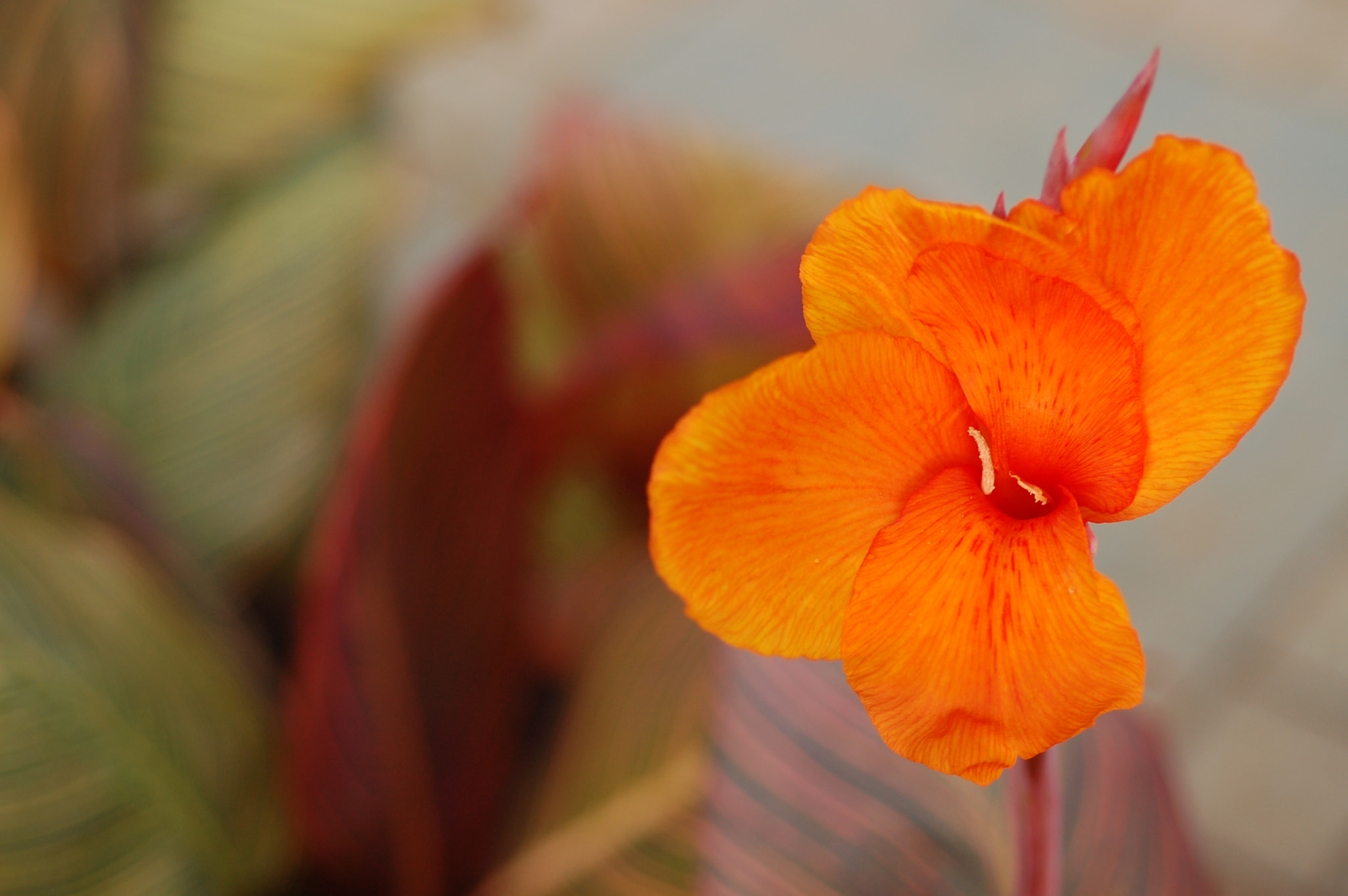 Nikon D50 + Nikon AF Micro-Nikkor 60mm F2.8D sample photo. Tropical flowers photography