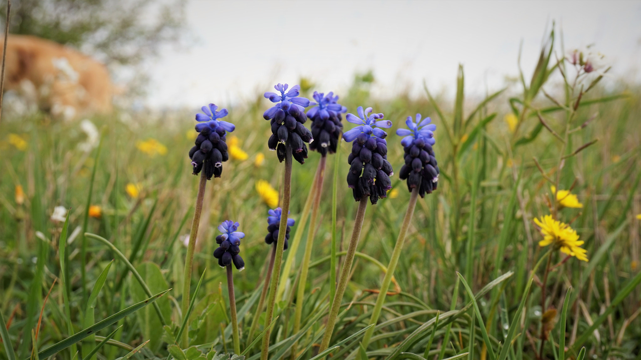 Sony Alpha a5000 (ILCE 5000) + Sony E 18-50mm F4-5.6 sample photo. Des muscaris photography