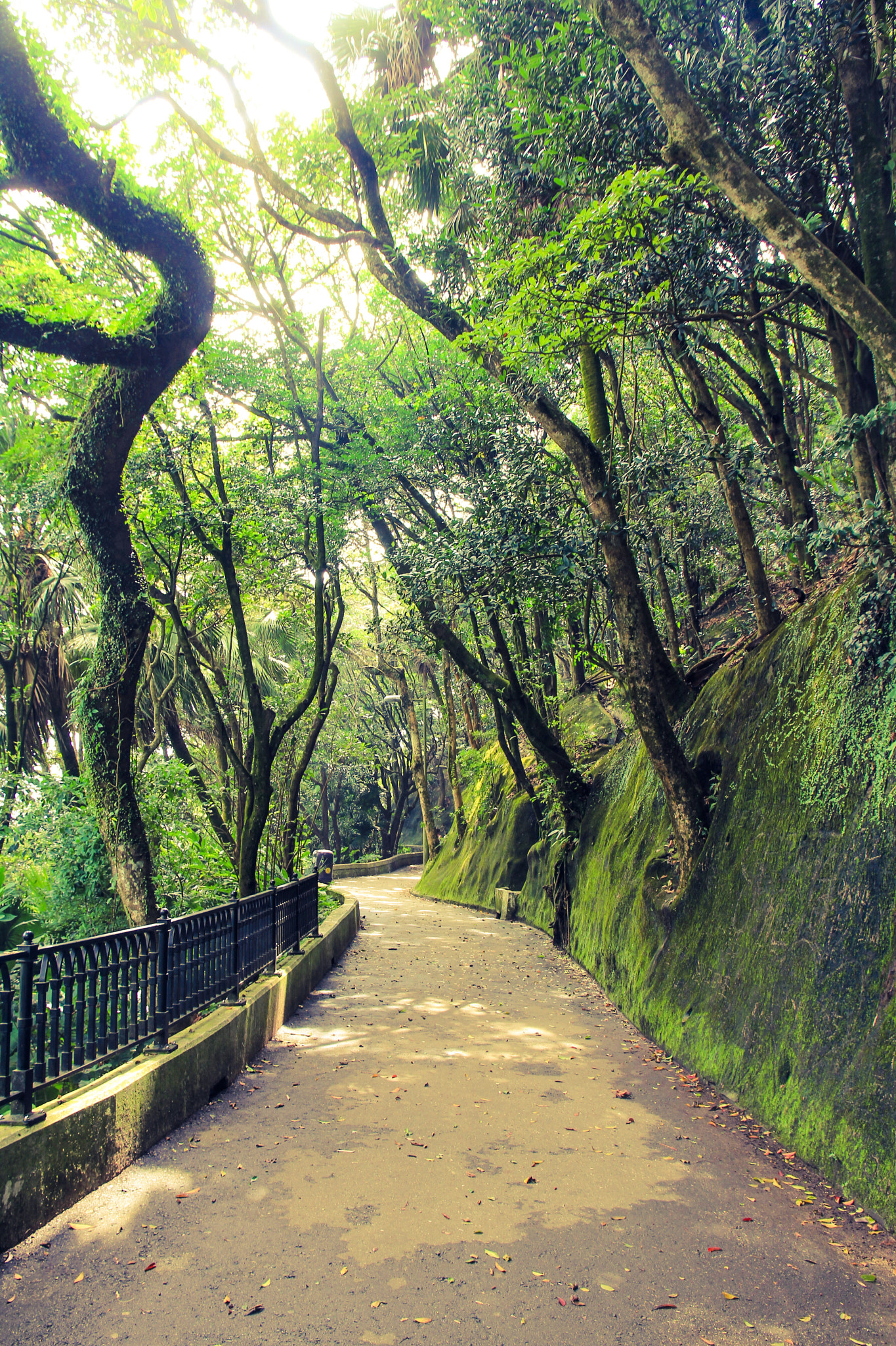 Canon EOS 60D sample photo. Trail @ the peak hong kong photography