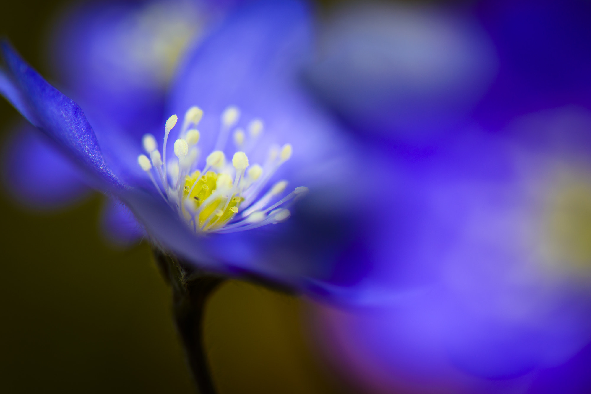 Nikon AF-S Micro-Nikkor 105mm F2.8G IF-ED VR sample photo. Glowing photography