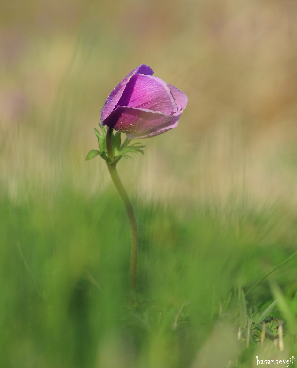 Sigma APO Macro 150mm f/2.8 EX DG HSM sample photo. Only you photography