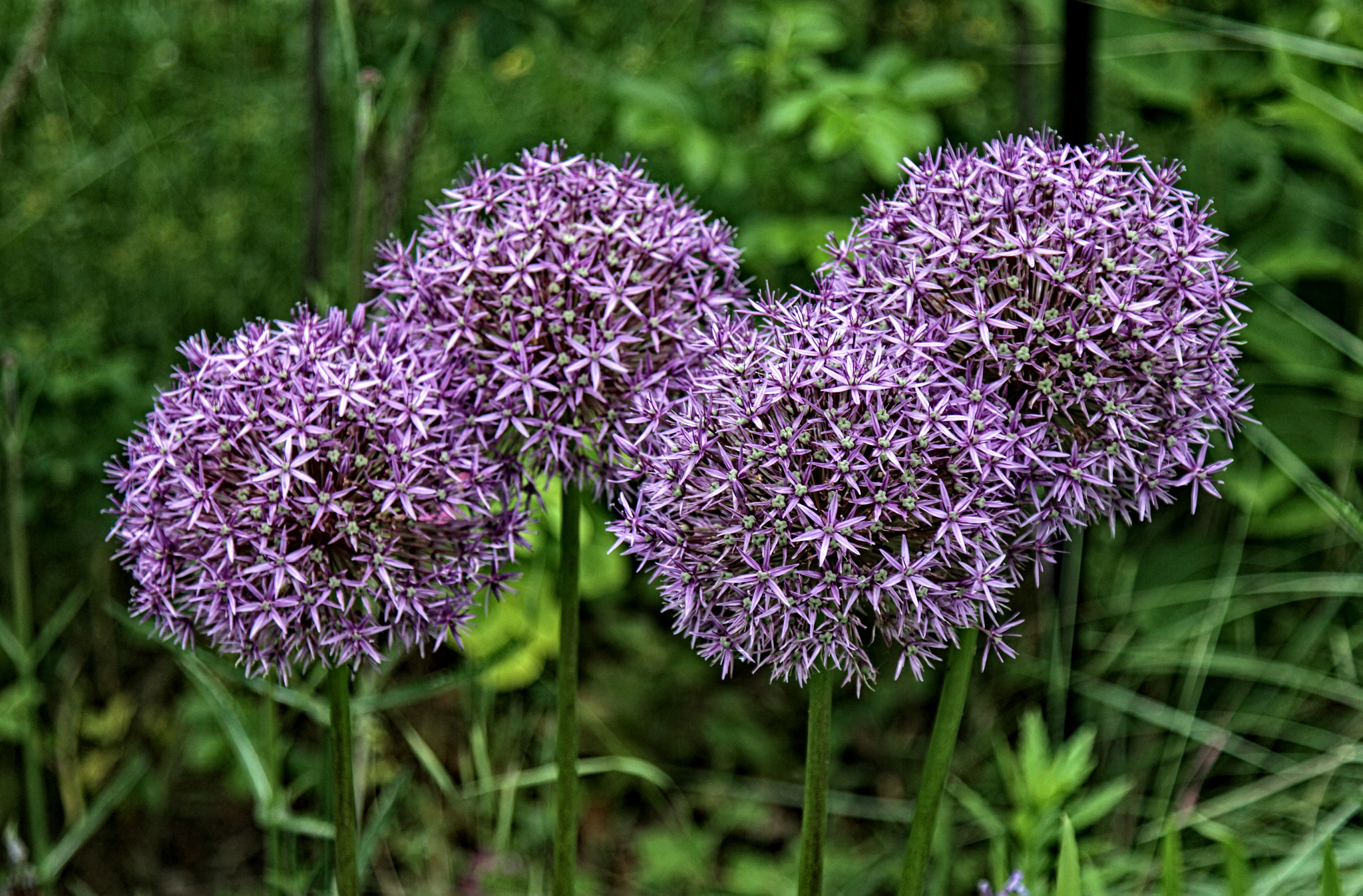 Canon EOS 50D + Canon EF 24-105mm F4L IS USM sample photo. Lg alium 02 r photography