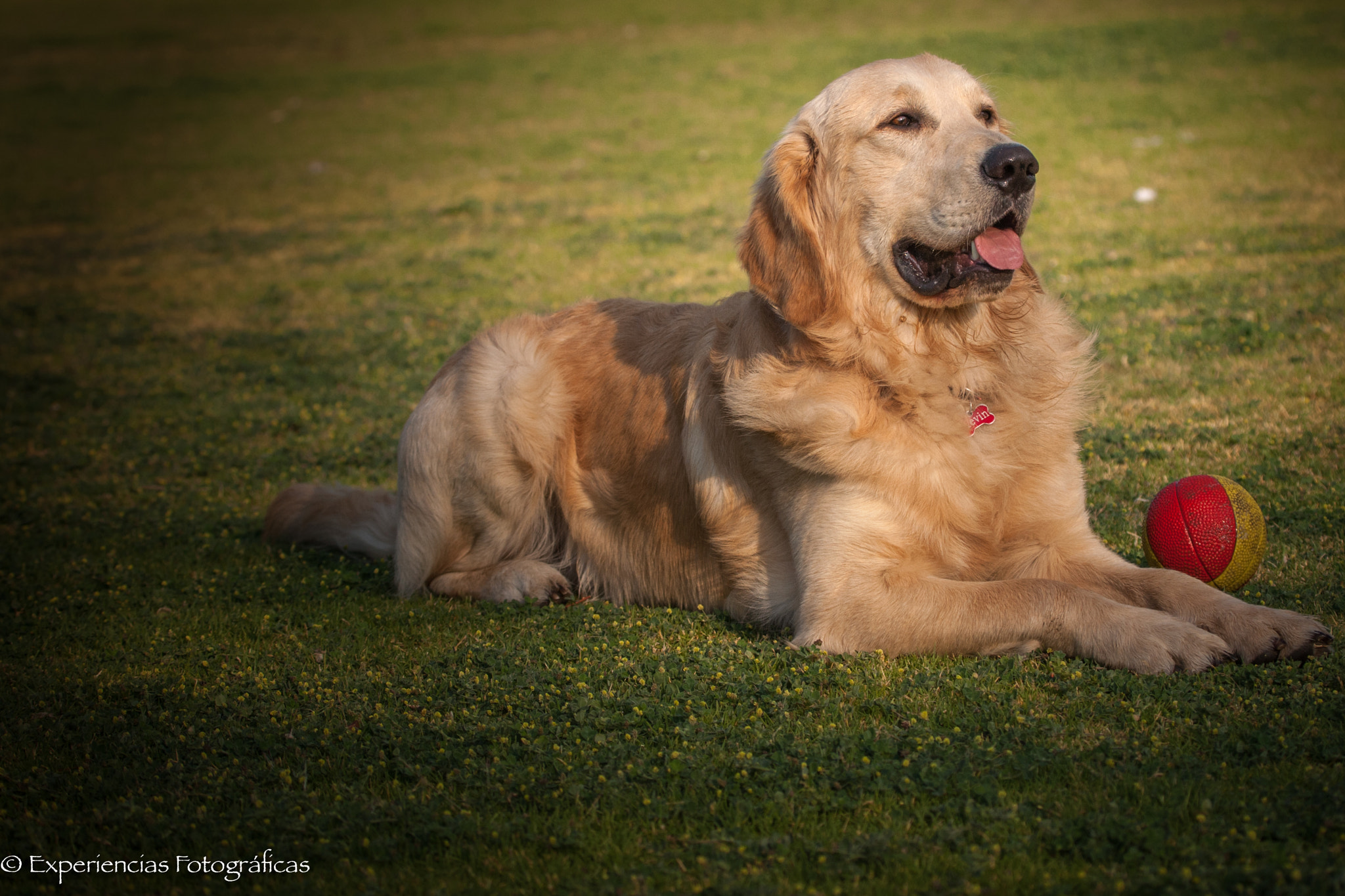 Canon EOS-1D Mark III + Canon EF 100-400mm F4.5-5.6L IS USM sample photo. Kevin my pet photography
