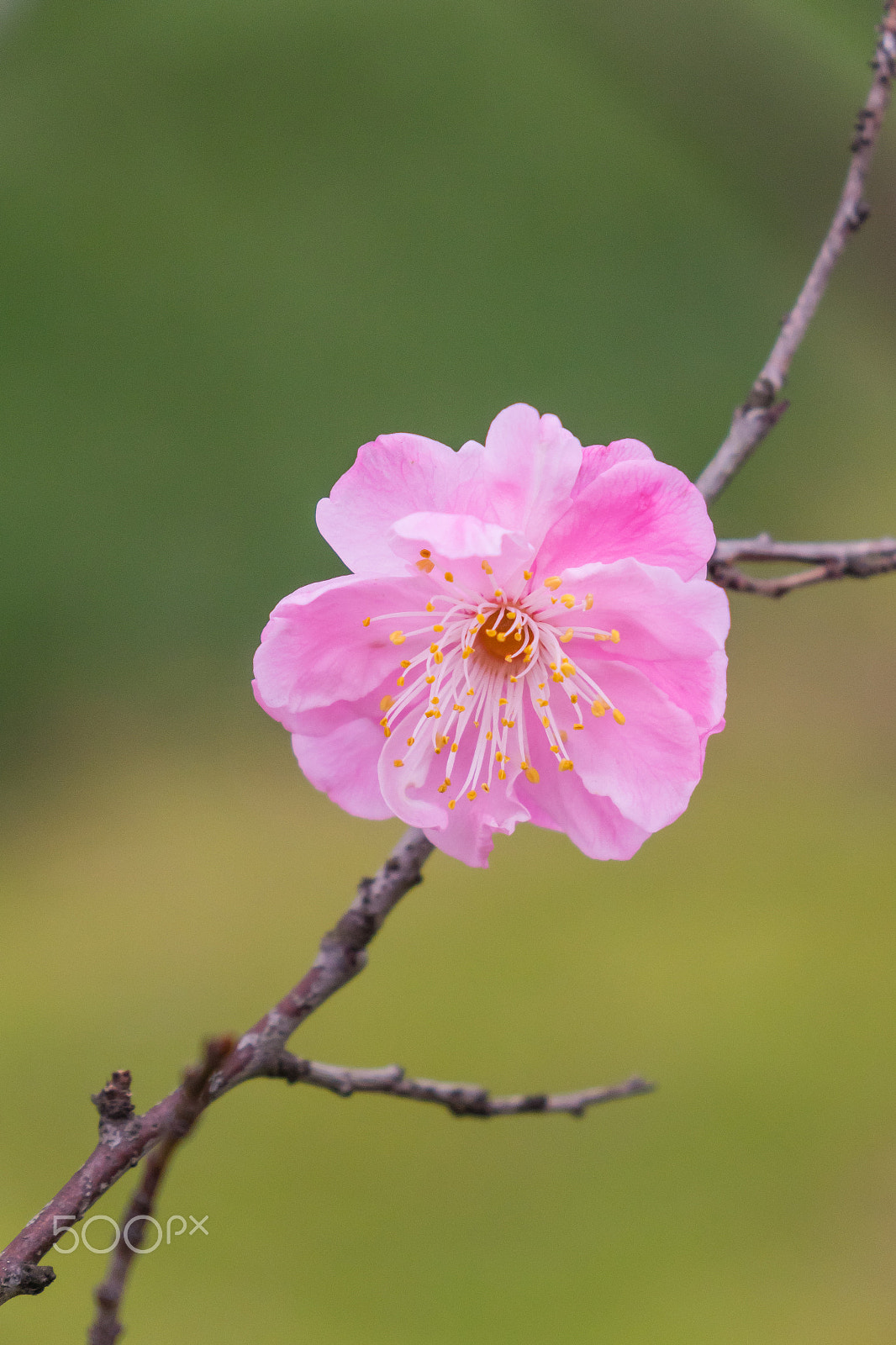 24-200mm F2.8 sample photo. Plum photography