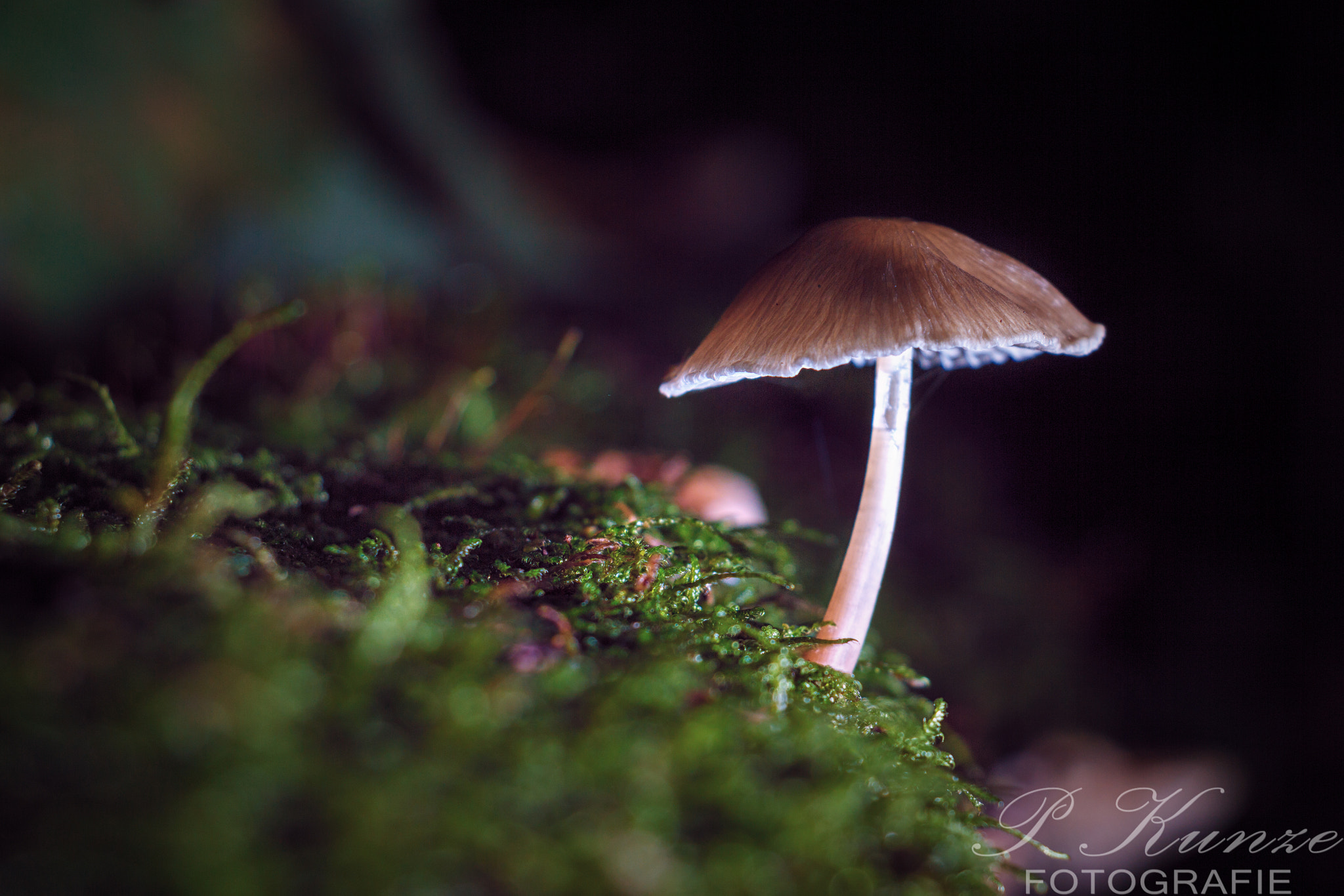 Canon EOS 60D sample photo. Tiny mushroom photography