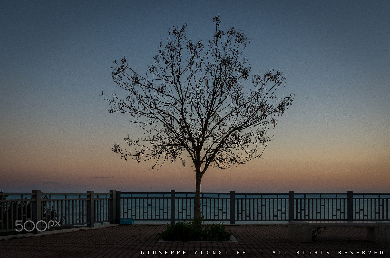 Sigma 17-70mm F2.8-4 DC Macro HSM | C sample photo. Twilight tree photography