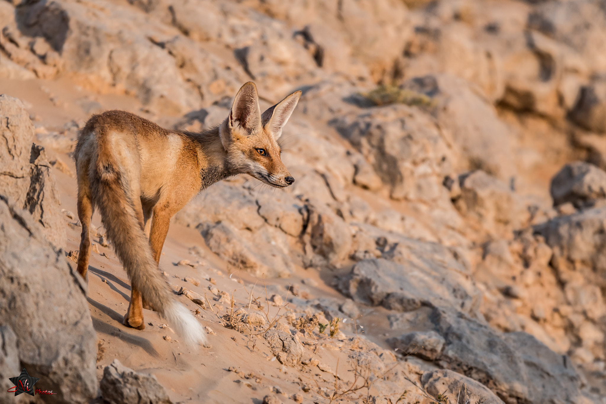 Nikon D5 + Nikon AF-S Nikkor 600mm F4E FL ED VR sample photo. Arabian red fox photography