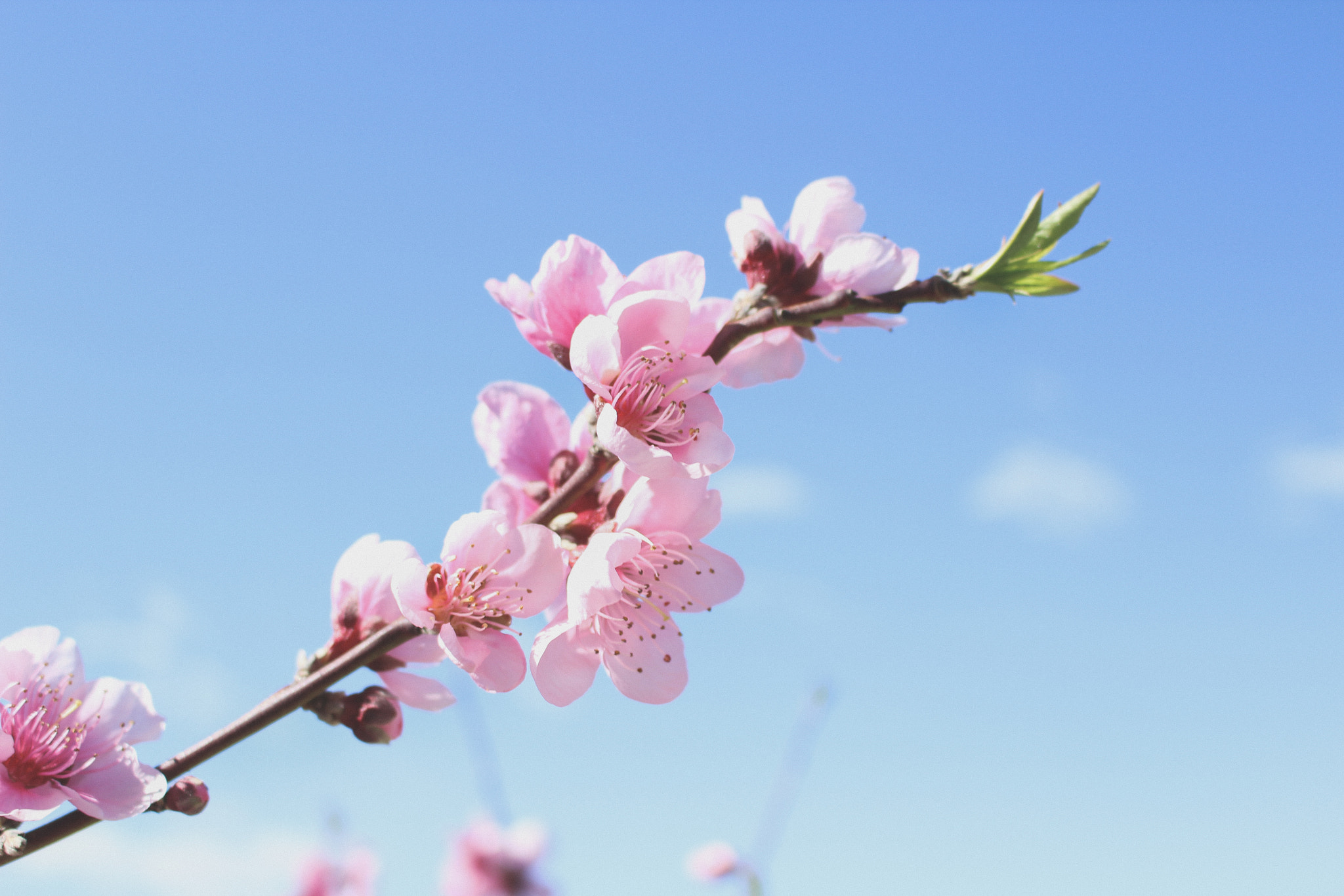 Canon EOS 1200D (EOS Rebel T5 / EOS Kiss X70 / EOS Hi) sample photo. Spring is here!  photography