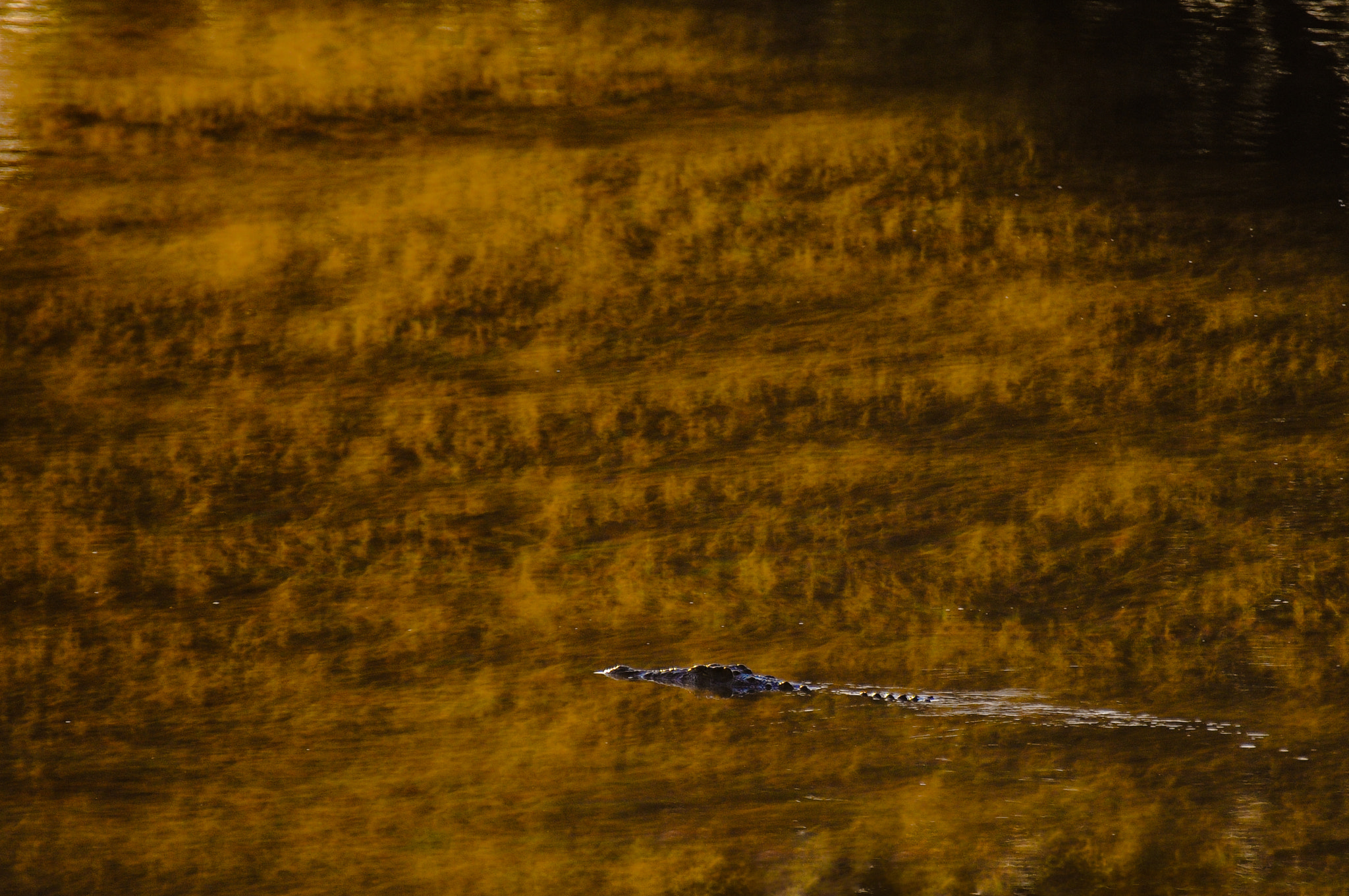 Nikon D300 sample photo. Crocodile in the fog photography