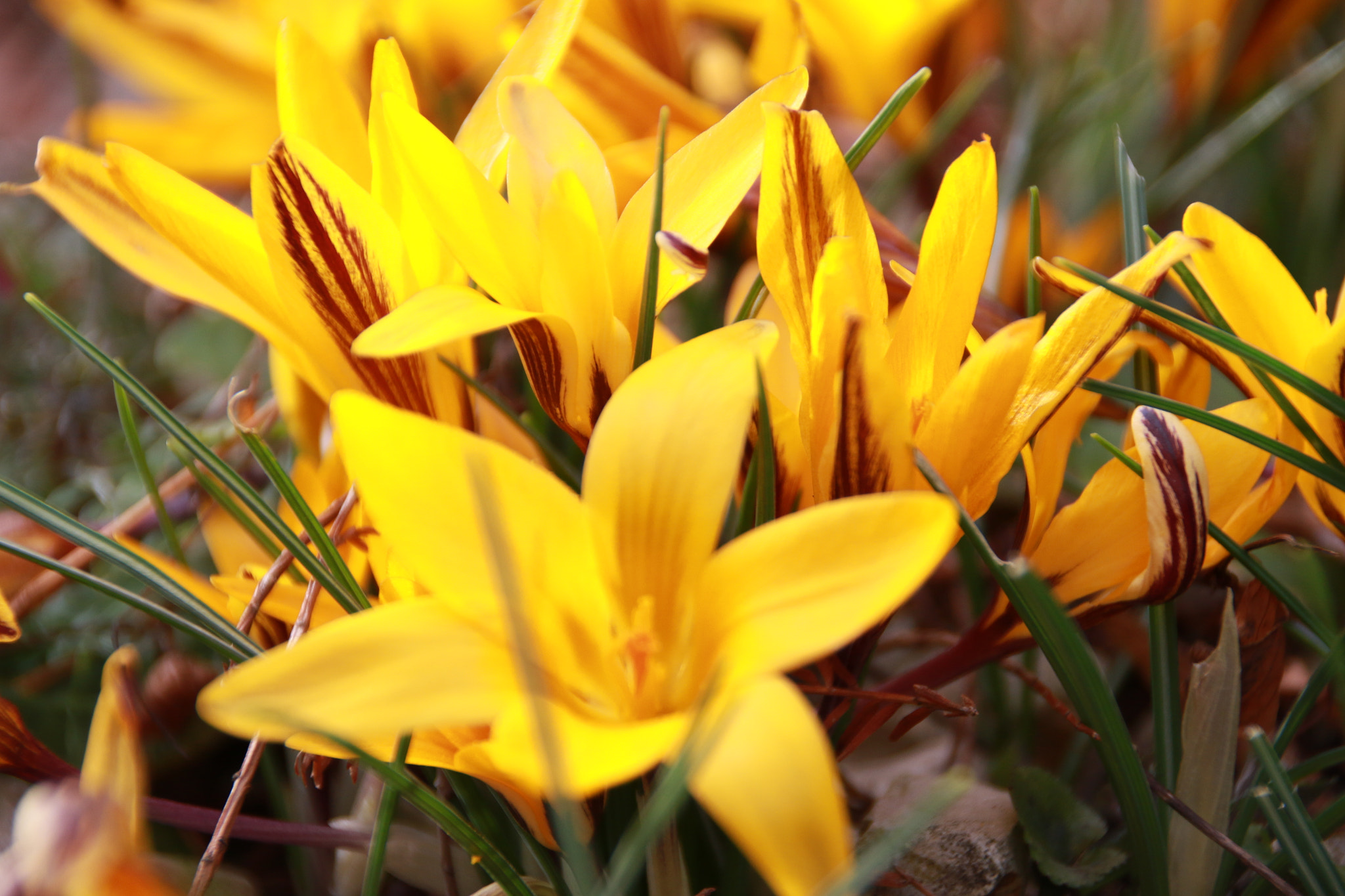 Sigma 18-250mm F3.5-6.3 DC OS HSM sample photo. Yellow spring photography