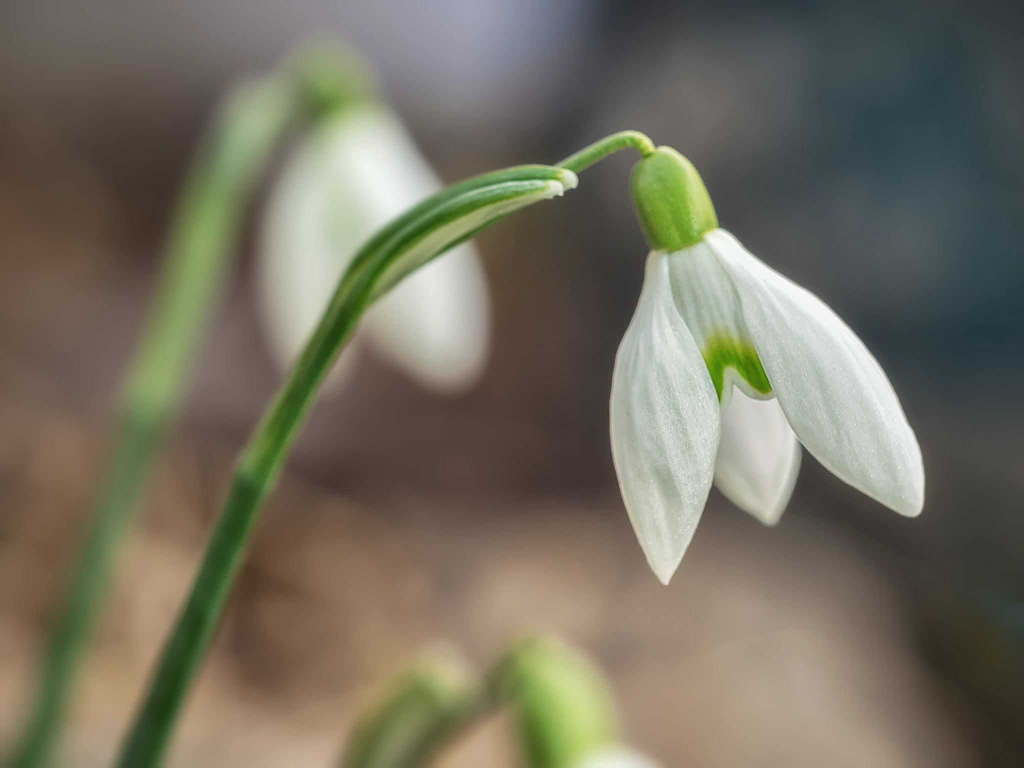 Olympus M.Zuiko Digital ED 60mm F2.8 Macro sample photo. Snowdrop photography