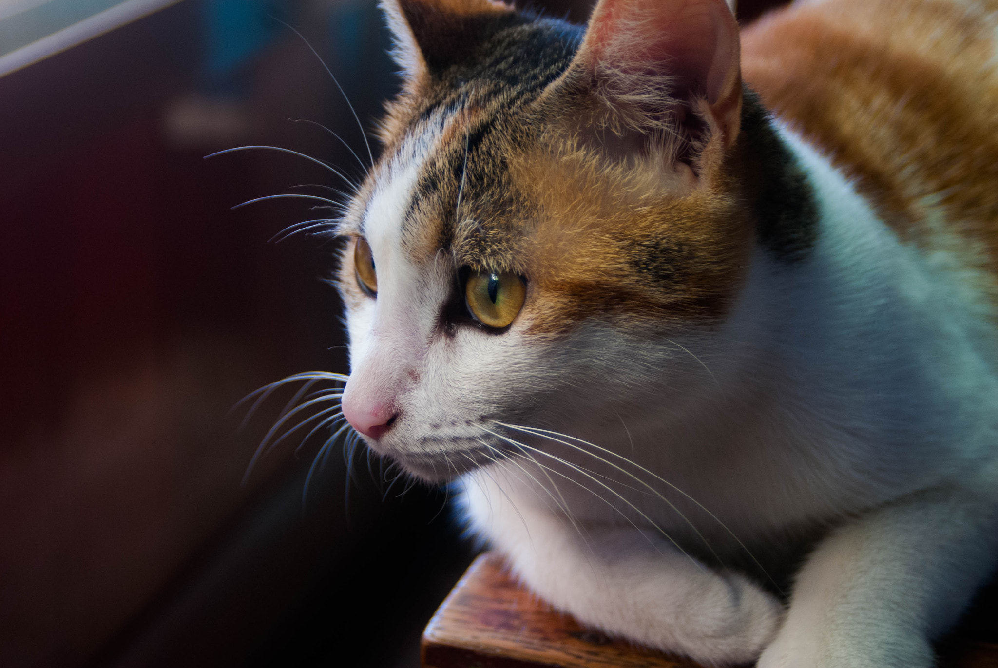 AF Zoom-Nikkor 24-50mm f/3.3-4.5 sample photo. My lucky cat photography