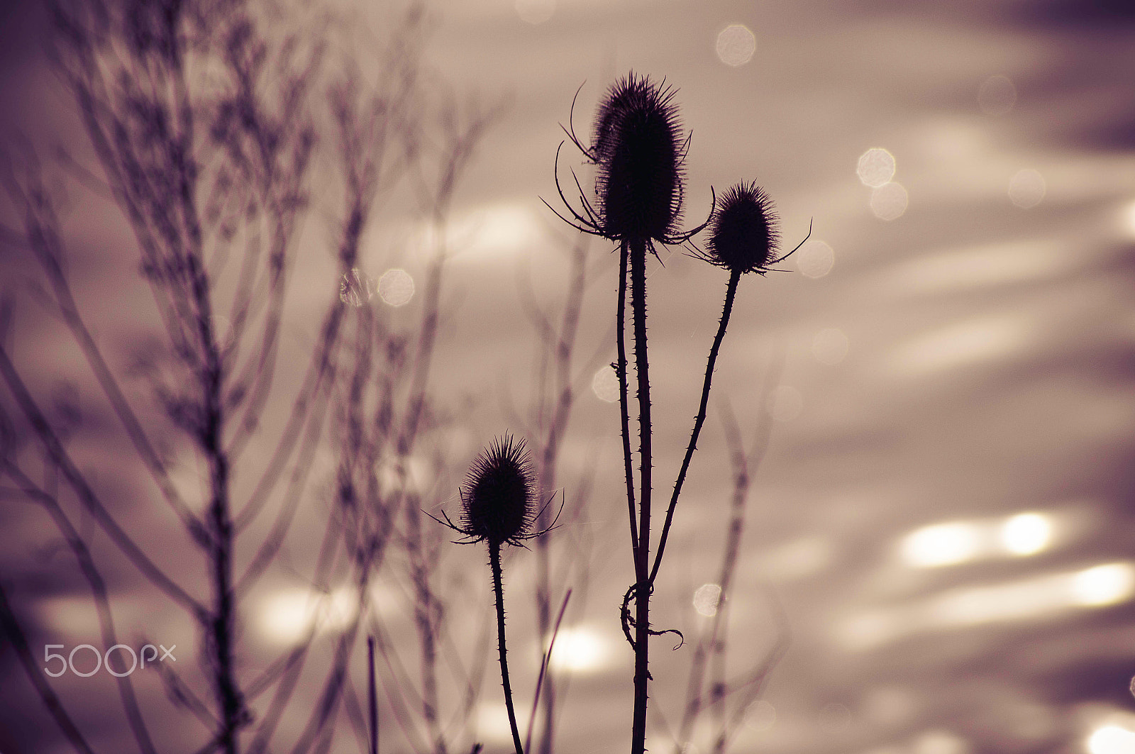 Sony 75-300mm F4.5-5.6 sample photo. Evening gold 1 ! photography