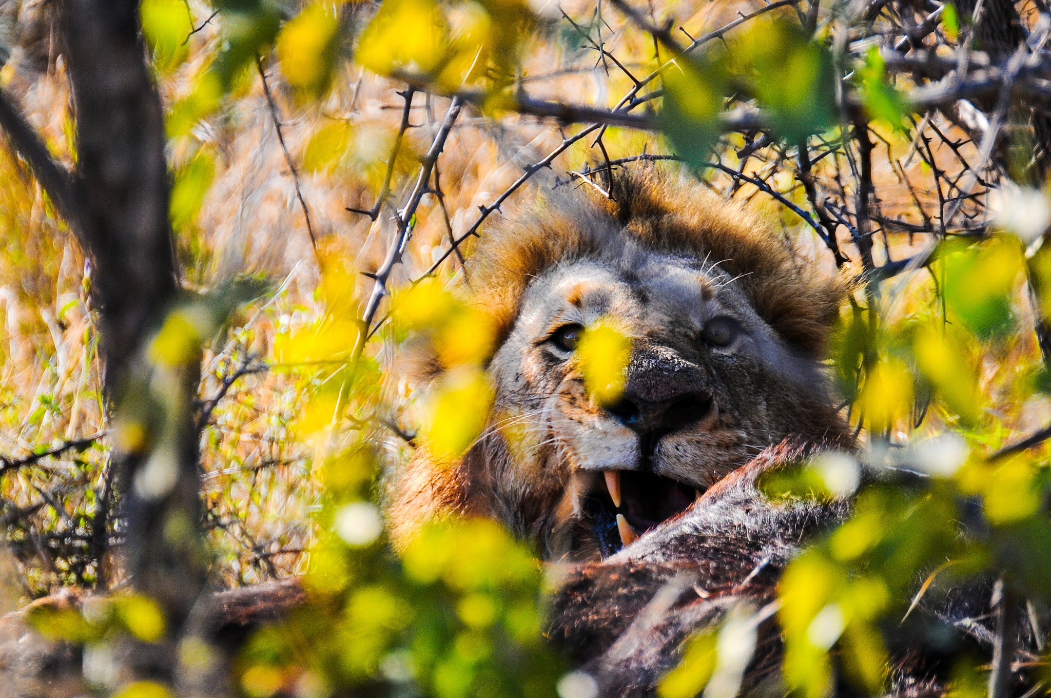 Nikon D300 sample photo. Lion warning photography