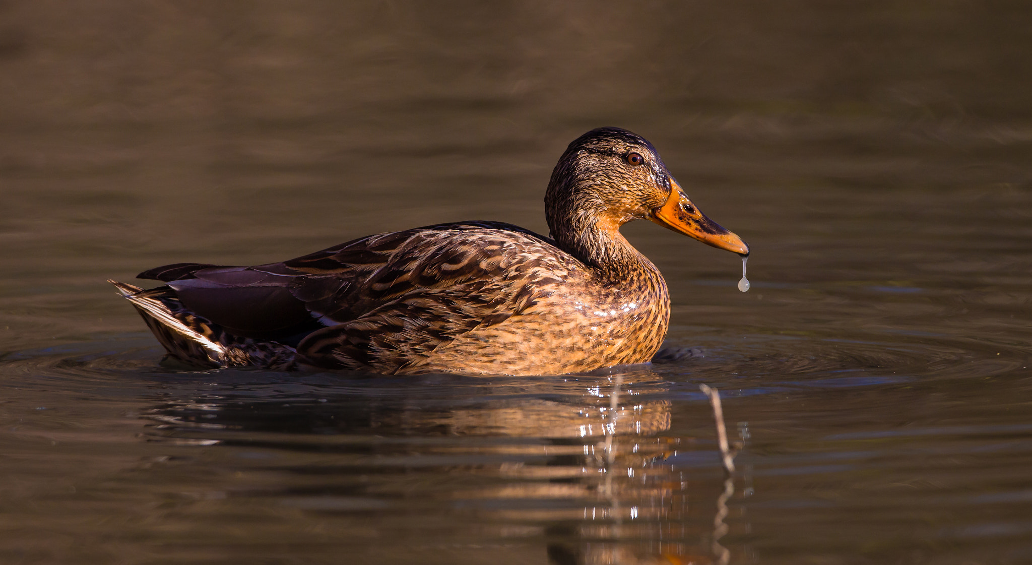 Canon EF 500mm F4L IS USM sample photo. Germano reale femmina photography