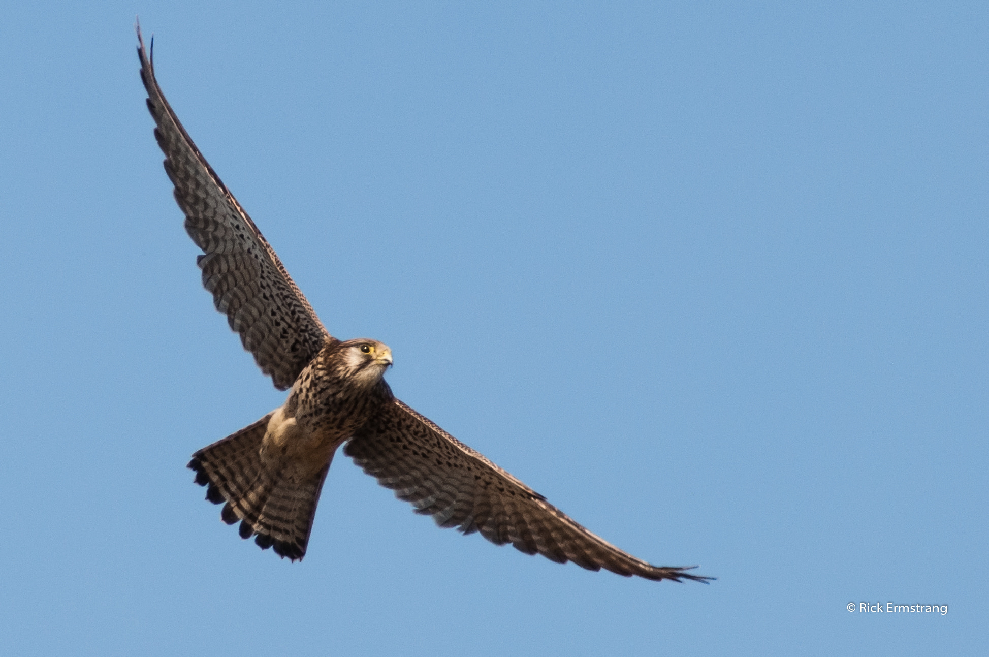 AF Nikkor 180mm f/2.8 IF-ED sample photo. Kestrel female photography