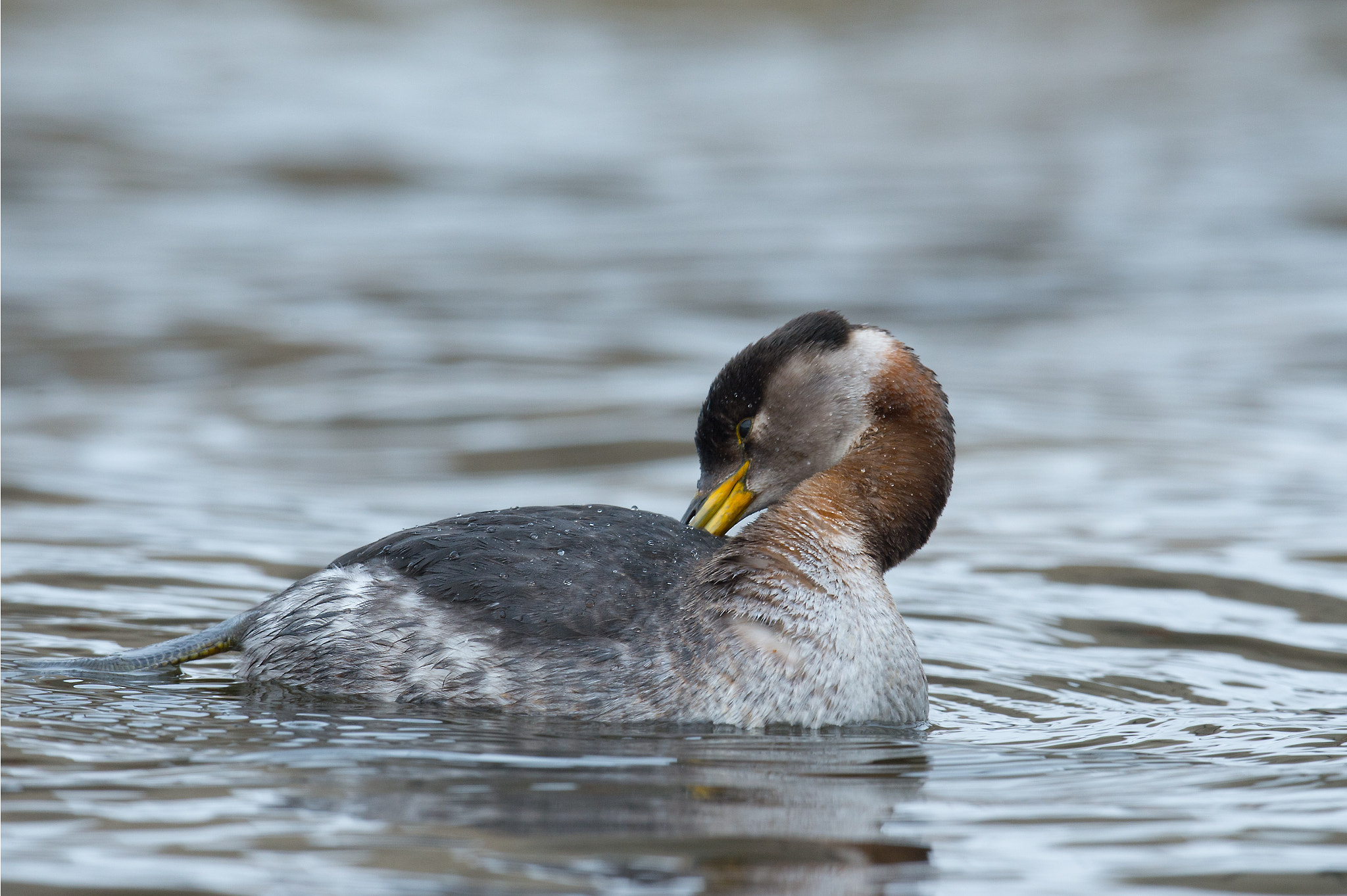 Nikon AF-S Nikkor 800mm F5.6E FL ED VR sample photo. Grebe jougris, podiceps grisegena, red-necked grebe photography