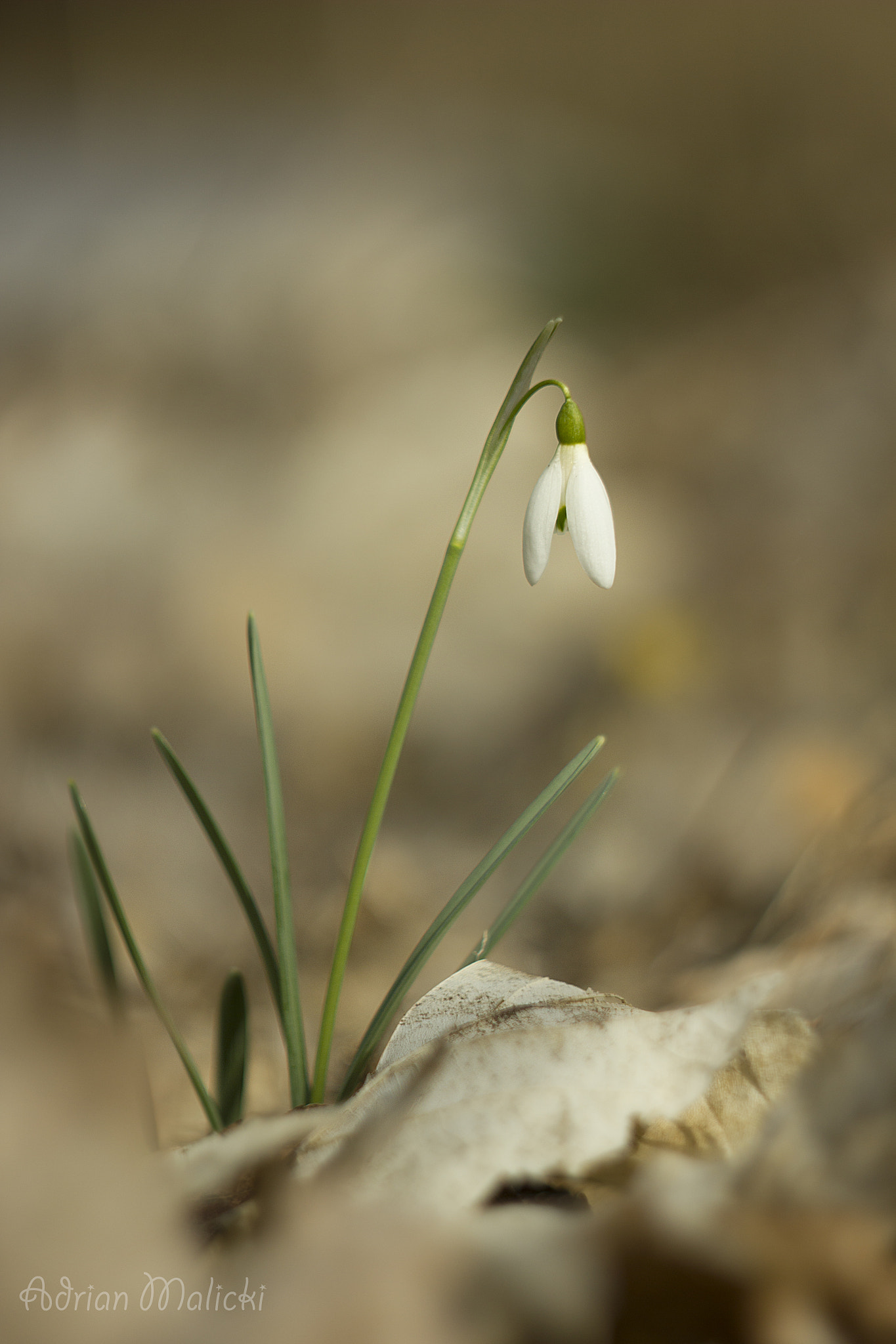 Canon EF 35-80mm f/4-5.6 sample photo. Spring photography