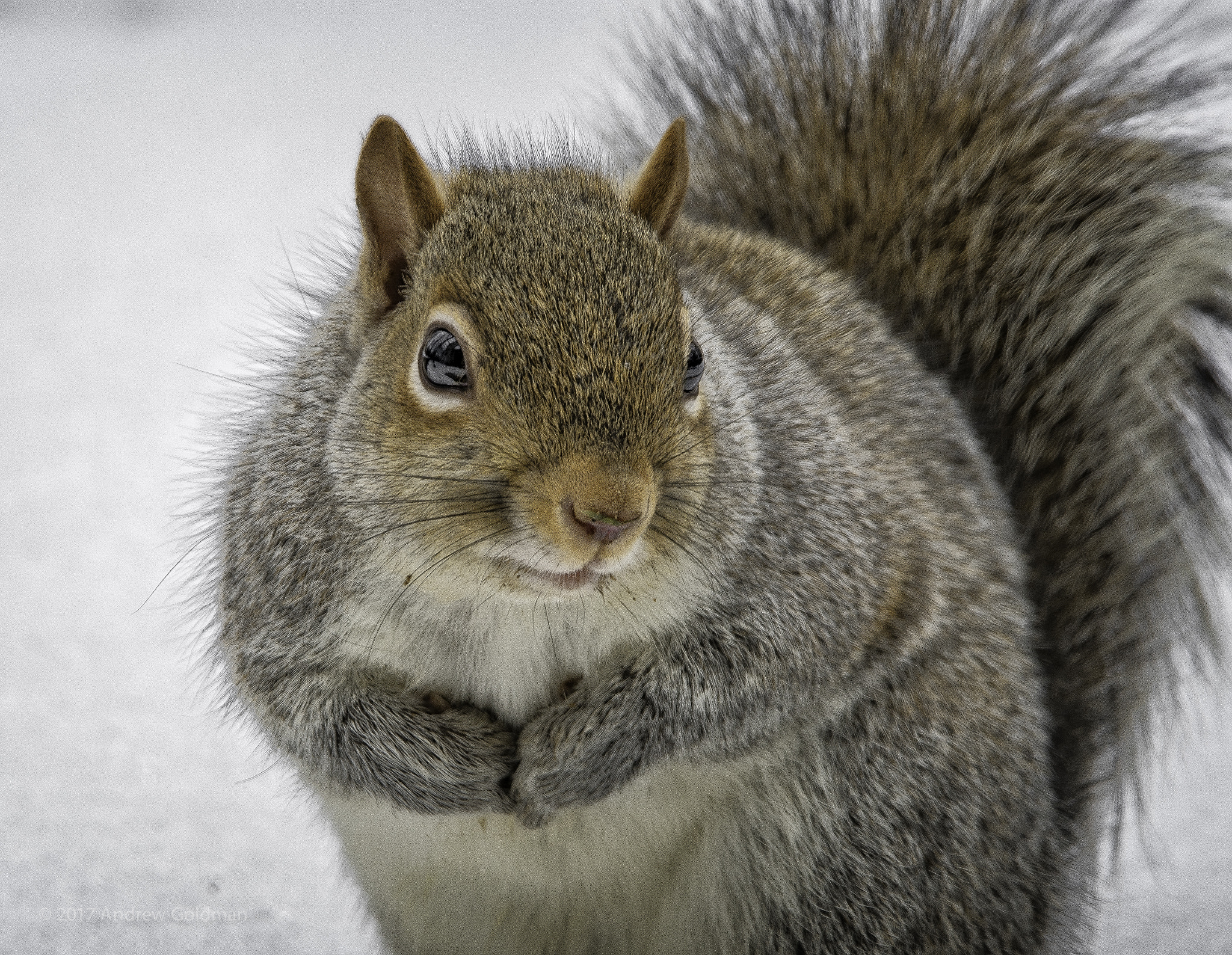 Nikon D500 + Sigma 50mm F2.8 EX DG Macro sample photo. May i have some of that birdseed? photography