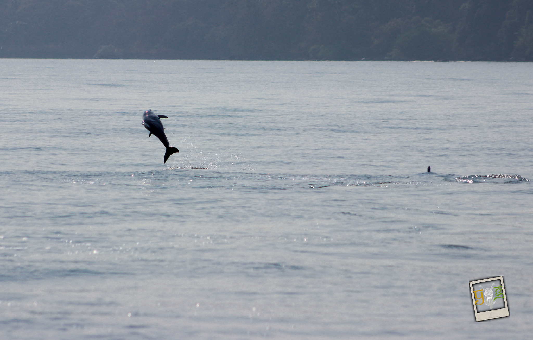 Canon EOS 600D (Rebel EOS T3i / EOS Kiss X5) sample photo. Dolphin enjoying in the sea photography