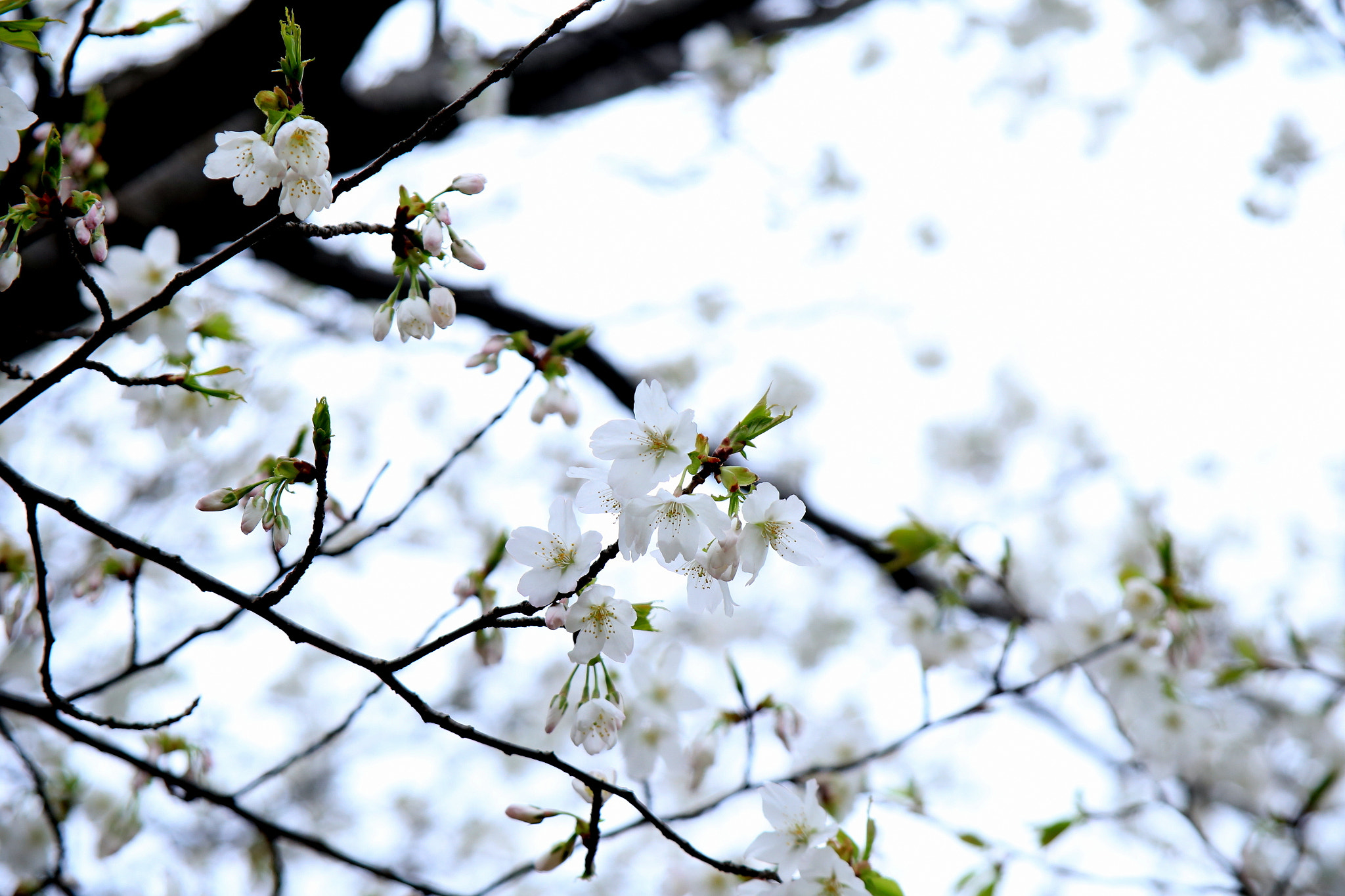 Canon EOS 6D + Canon EF 28-105mm f/3.5-4.5 USM sample photo. White blossoms photography