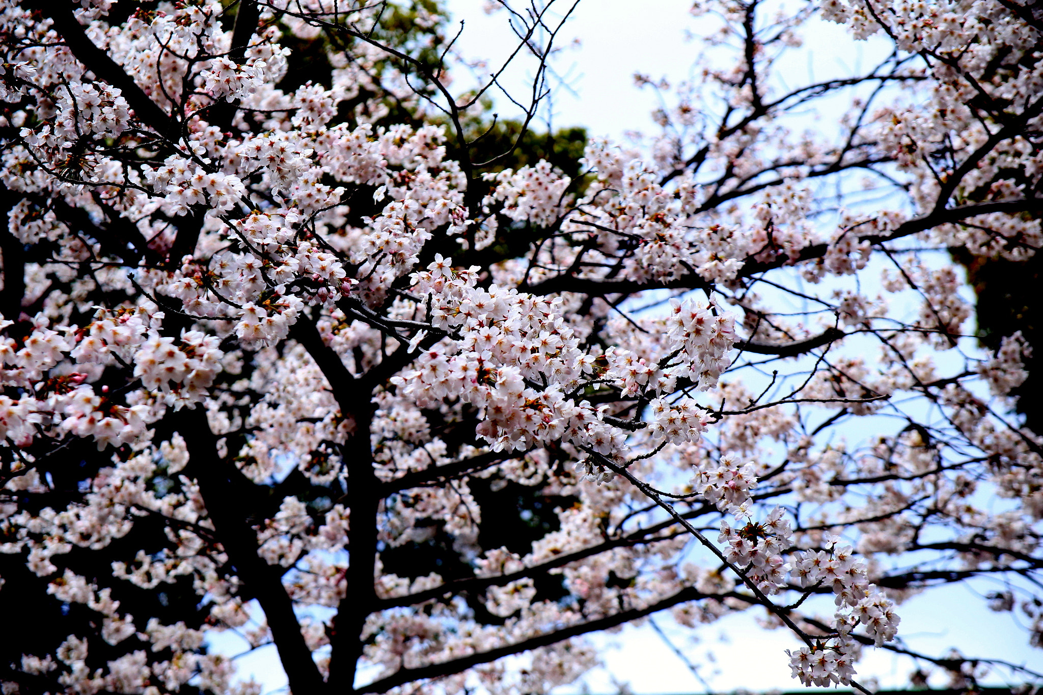 Canon EOS 6D + Canon EF 28-105mm f/3.5-4.5 USM sample photo. Sakura season in fujisawa photography