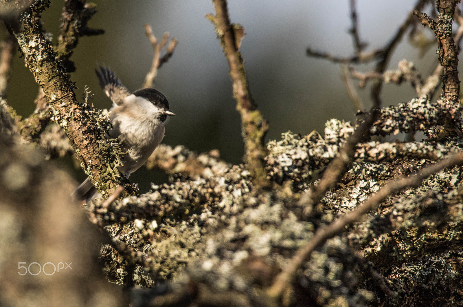 150-600mm F5-6.3 DG OS HSM | Sports 014 sample photo. Bird photography