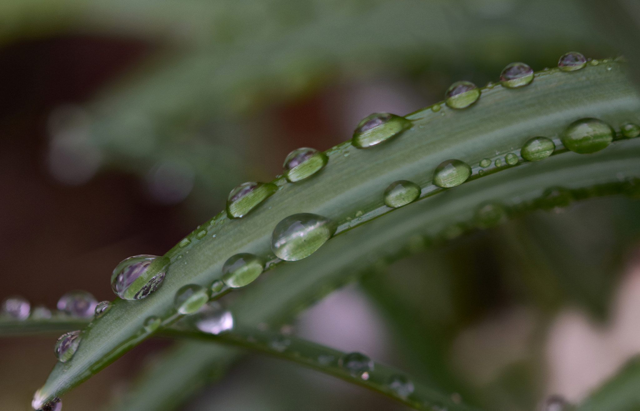 Sigma 105mm F2.8 EX DG OS HSM sample photo. Droplets photography