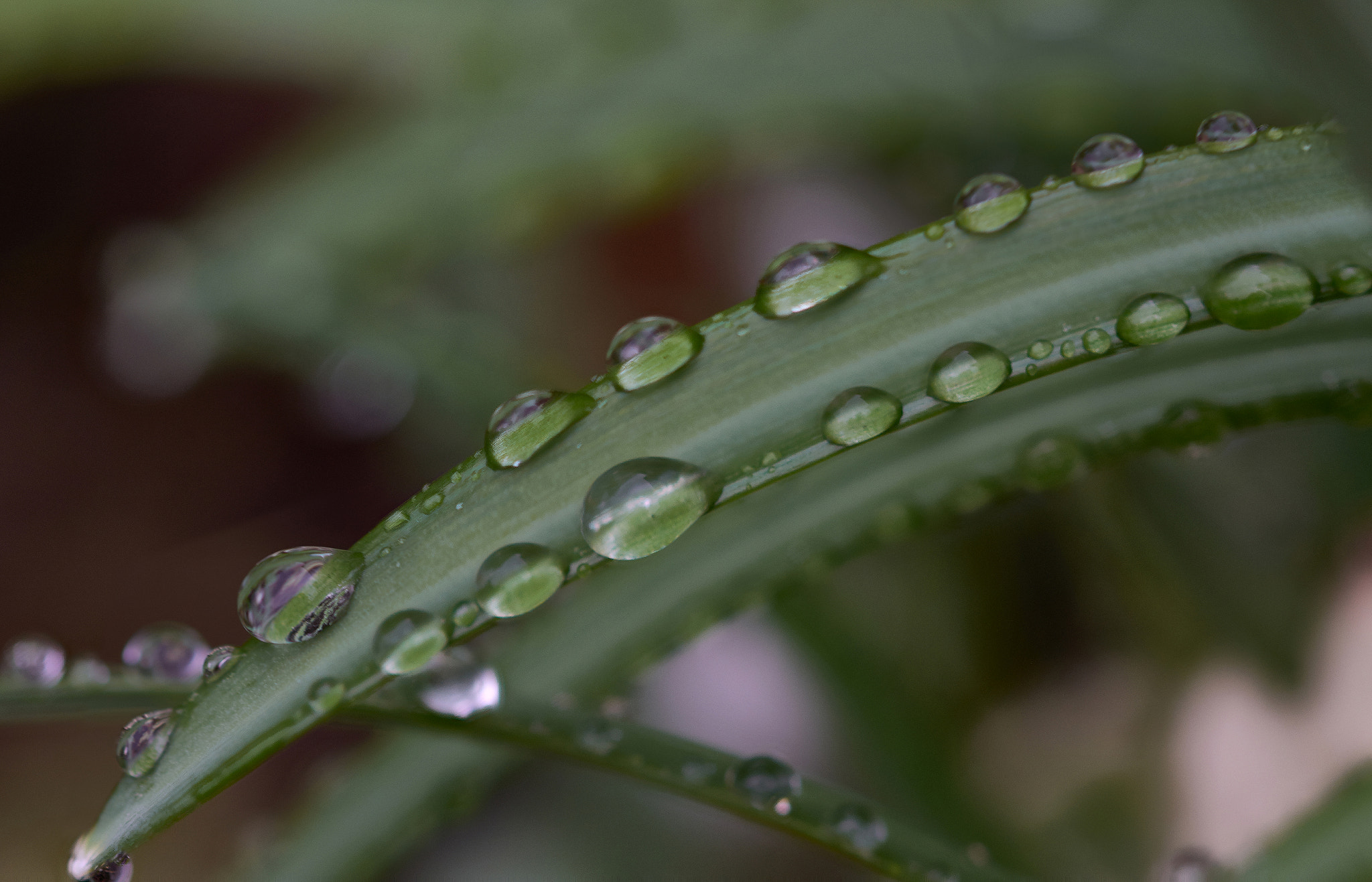 Sigma 105mm F2.8 EX DG OS HSM sample photo. Droplets photography