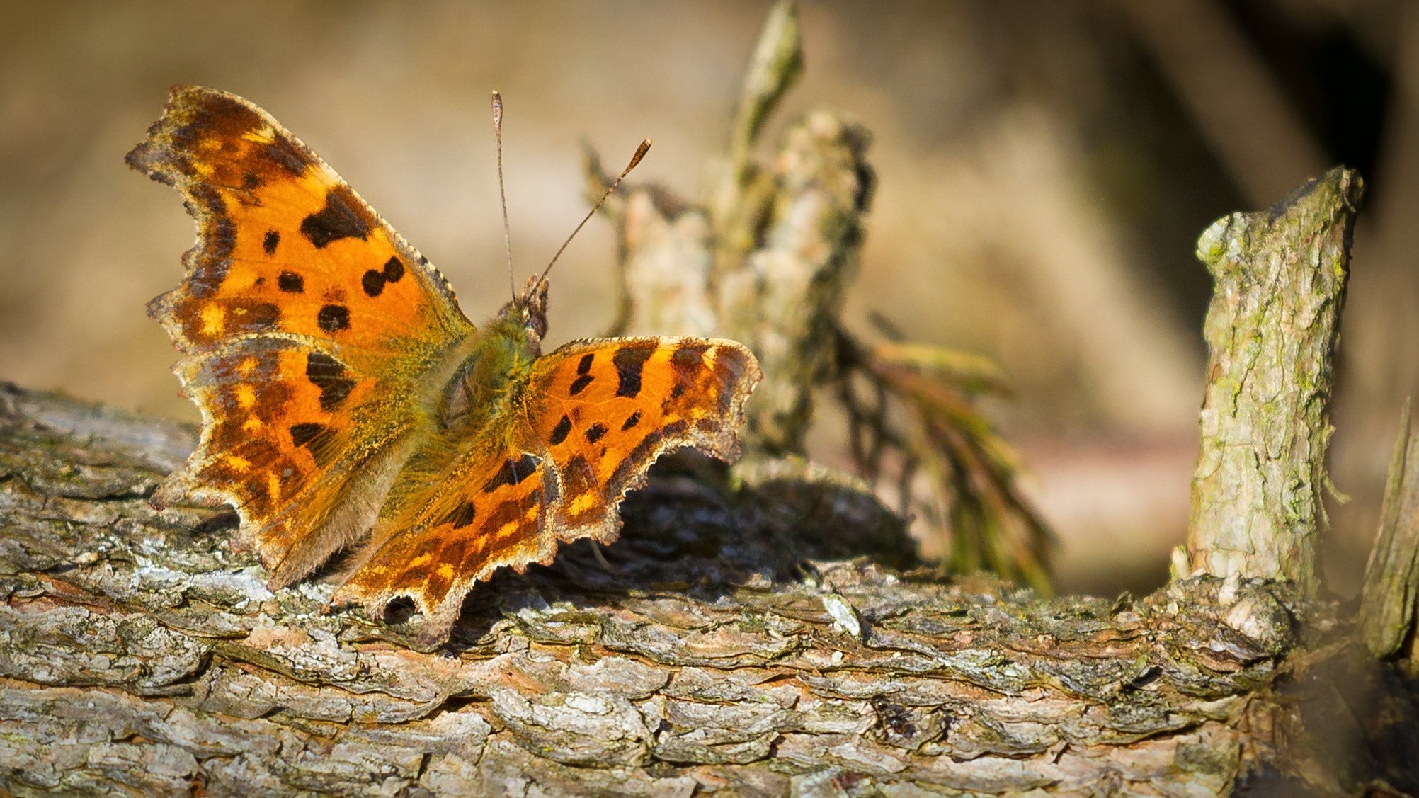 Canon EF 100-400mm F4.5-5.6L IS USM sample photo. C-falter(polygonia calbum) photography