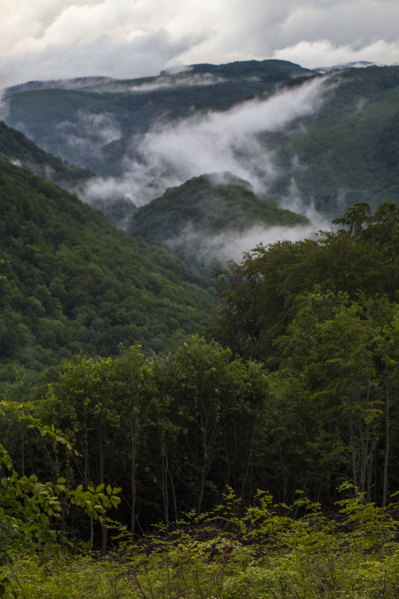 Canon EOS 7D sample photo. Hungarian "mangrove" photography