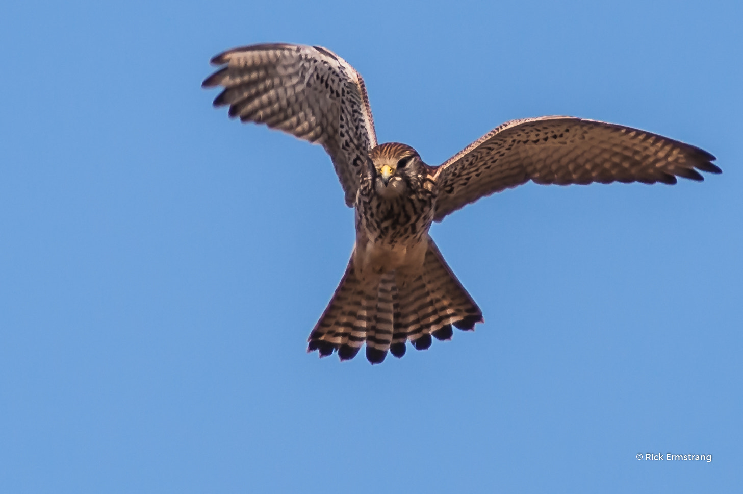 Nikon D90 + AF Nikkor 180mm f/2.8 IF-ED sample photo. Praying kestrel female photography