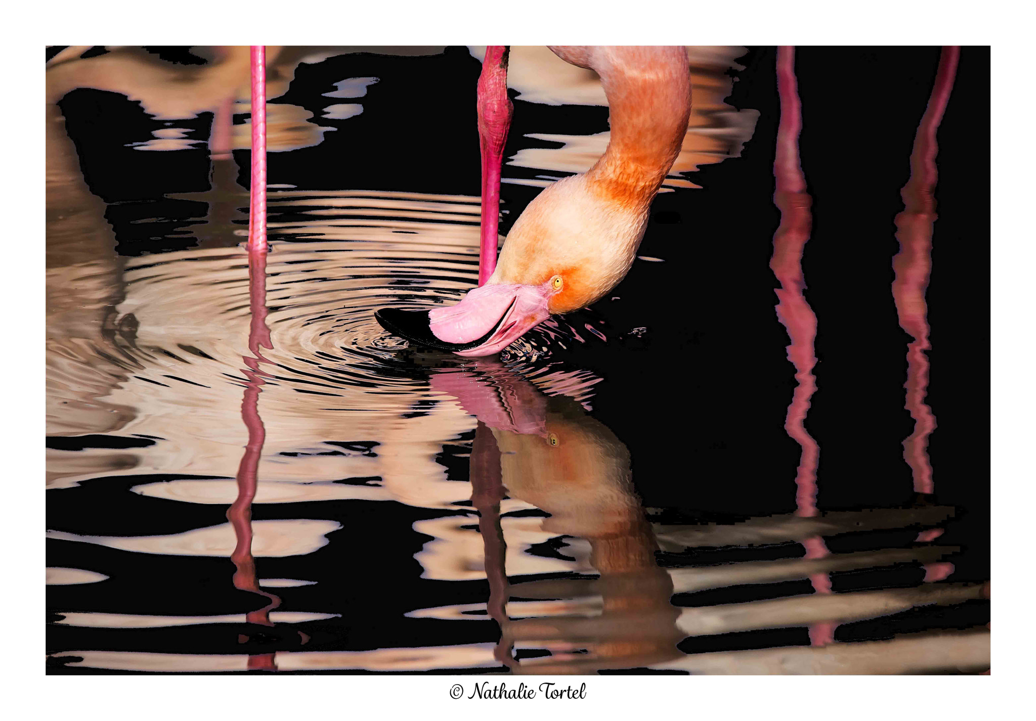 Nikon D600 + Sigma 150-500mm F5-6.3 DG OS HSM sample photo. Flamant rose photography