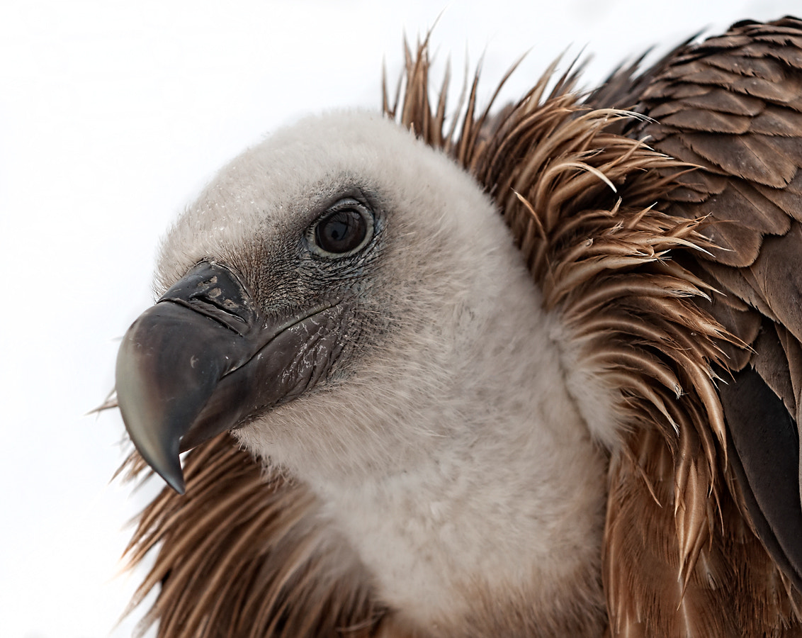 Nikon AF-S Nikkor 24-70mm F2.8G ED sample photo. Griffon vulture (lat.gyps fulvus)(Сип белоголовый) photography