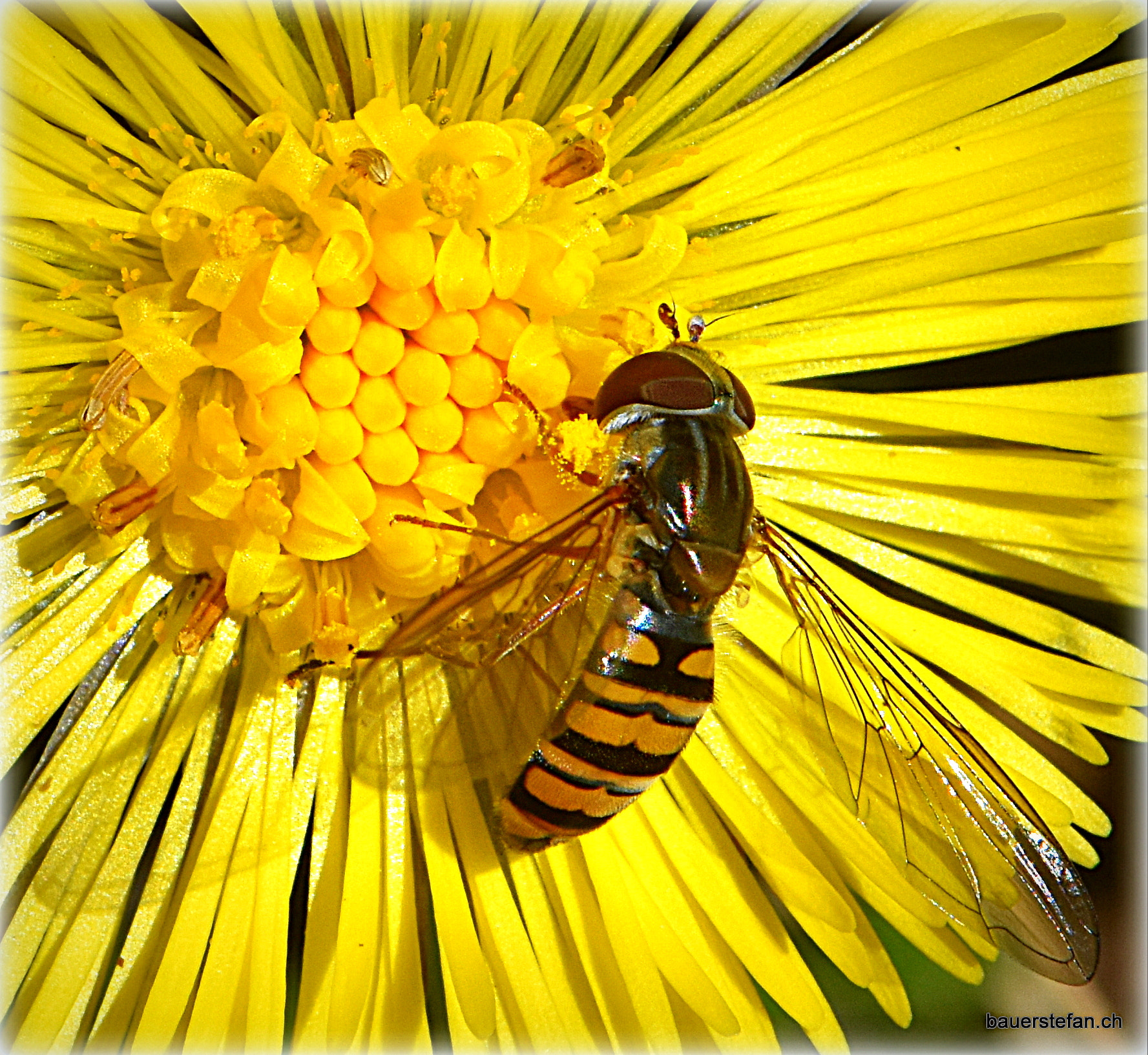 Nikon AF-S Micro-Nikkor 105mm F2.8G IF-ED VR sample photo. "first meal" photography