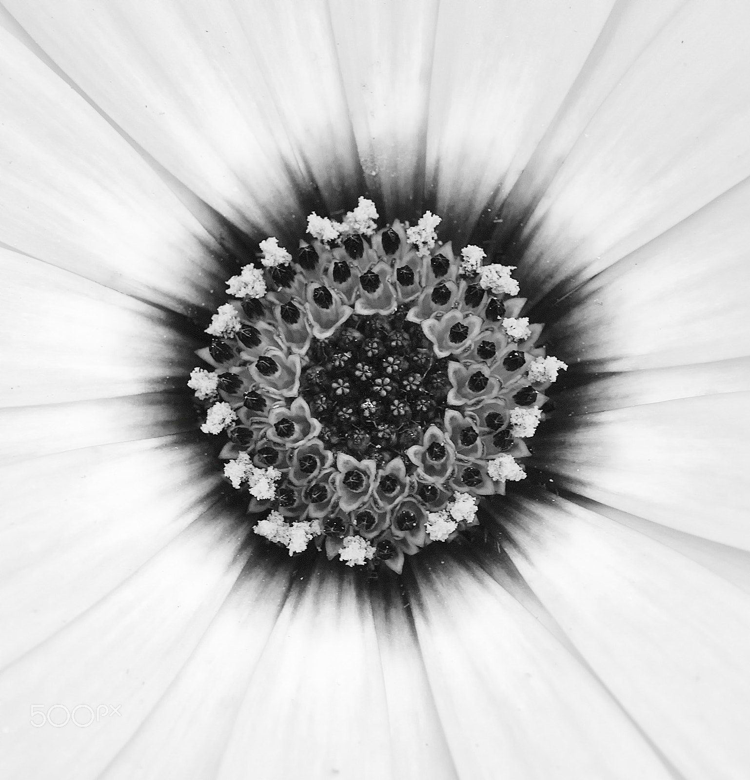 Canon EF 180mm F3.5L Macro USM sample photo. Center of focus... photography