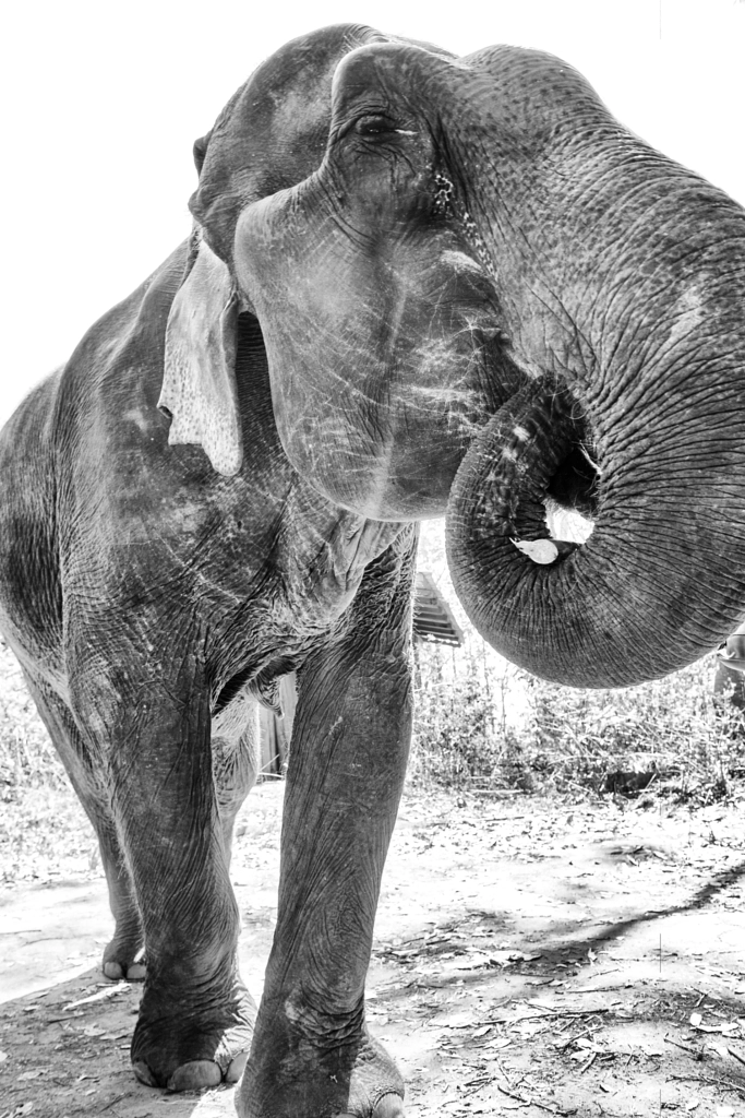 An elephant munches on bananas by A_Kiggal on 500px.com