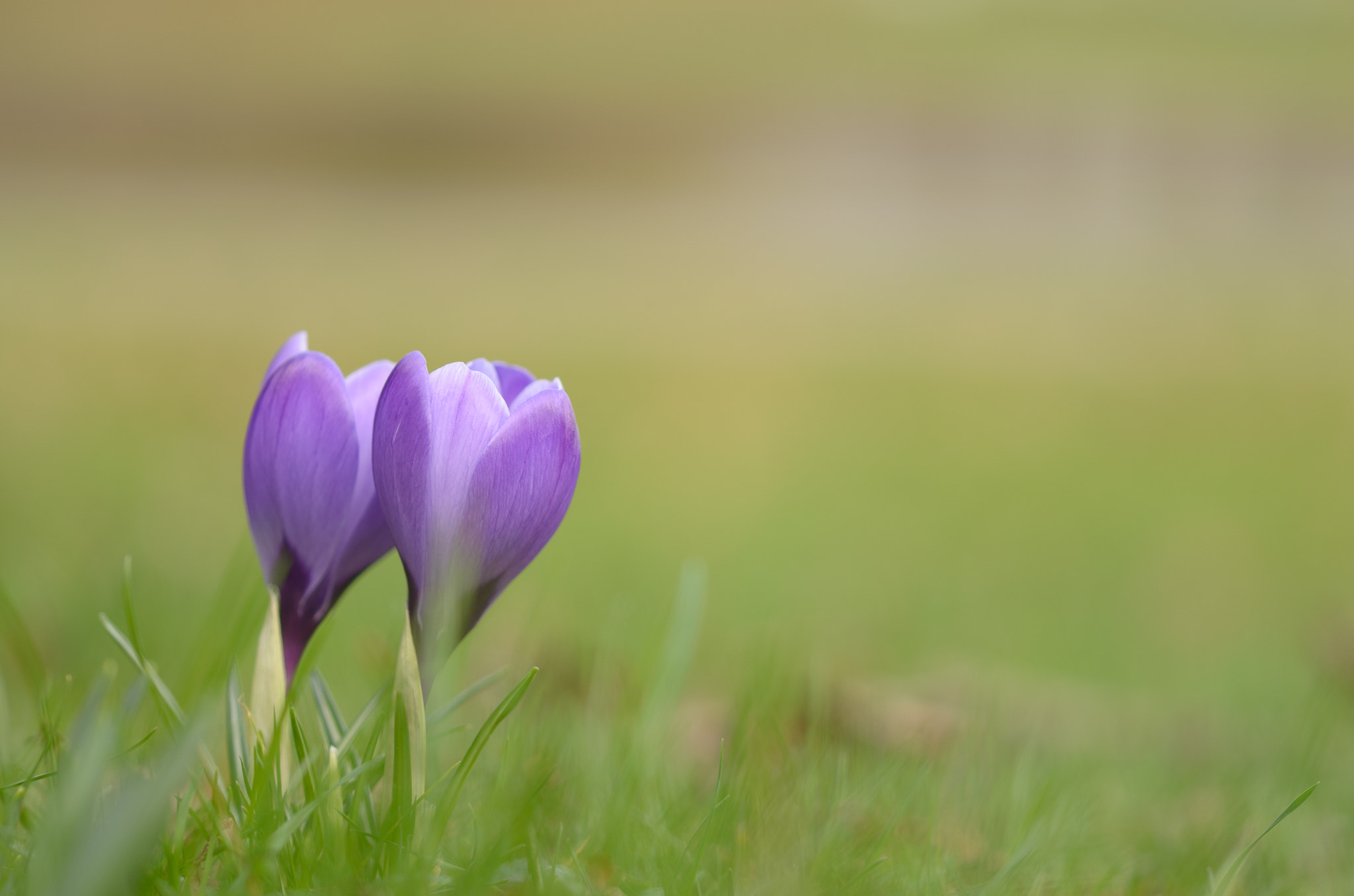 Sigma 105mm F2.8 EX DG OS HSM sample photo. Together in the park photography