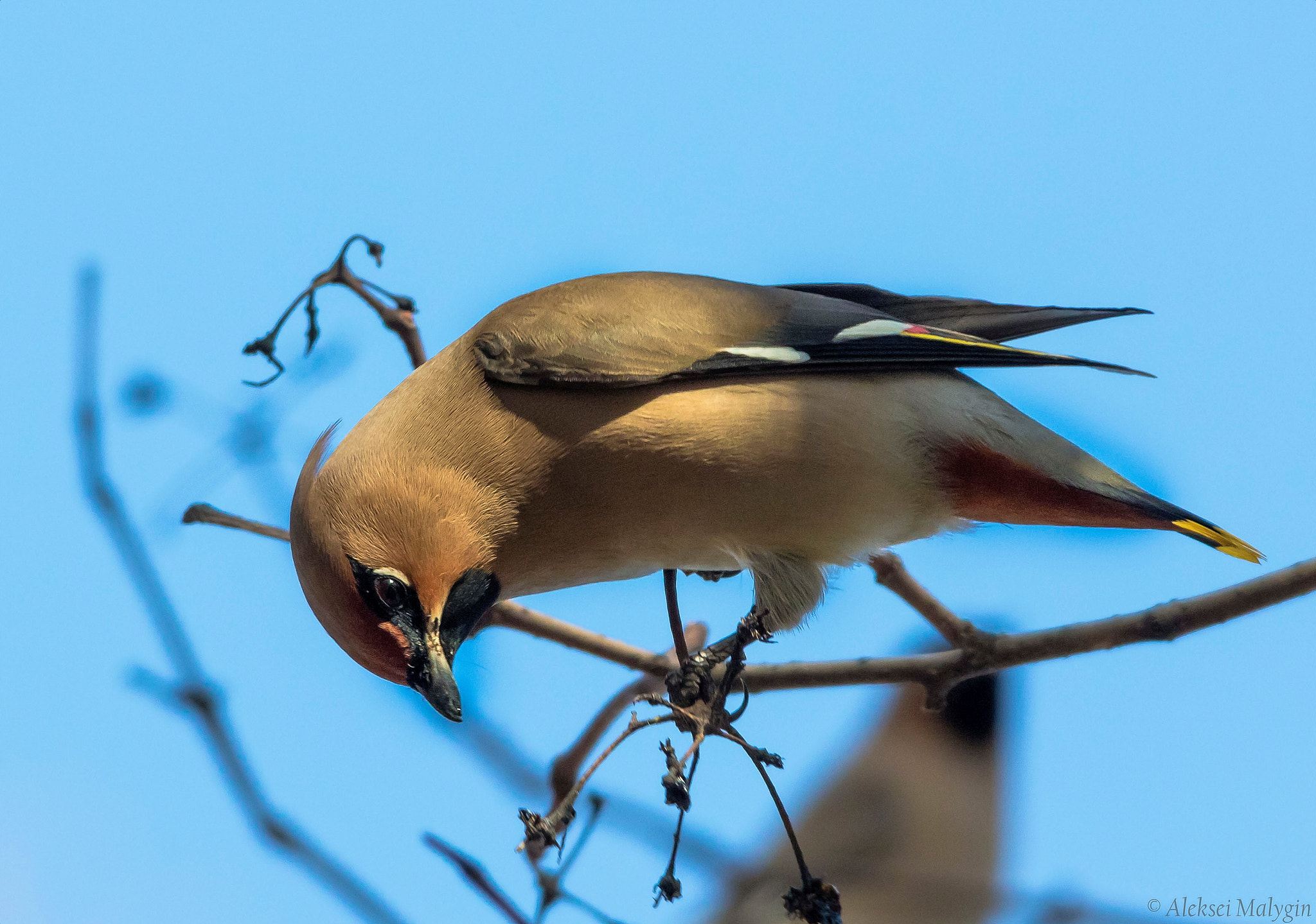 Sigma 150-500mm F5-6.3 DG OS HSM sample photo. Waxwing photography