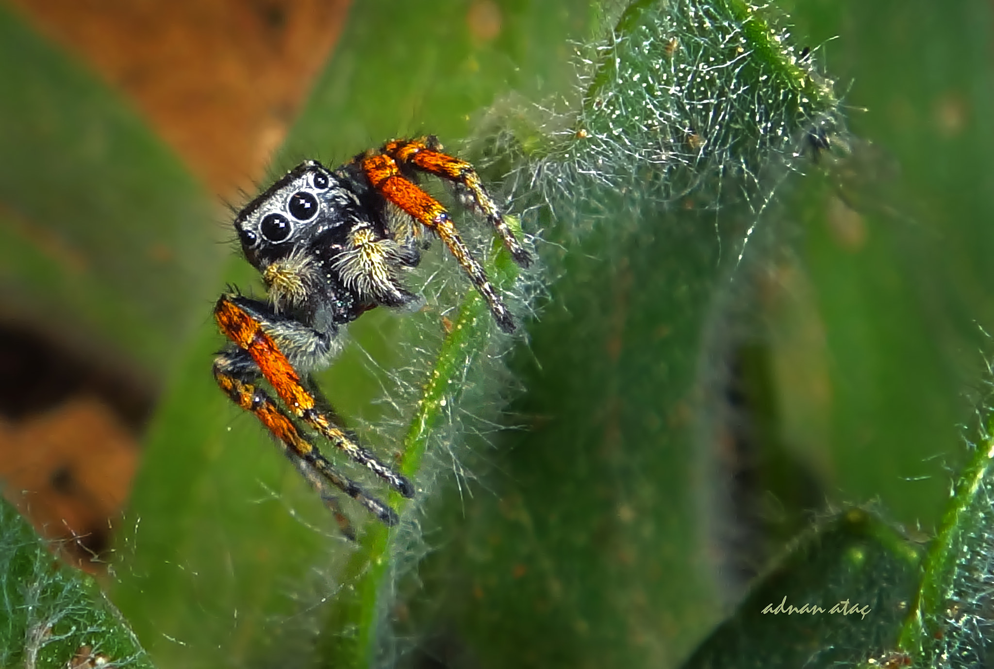 Sony DSC-TX100V sample photo. Sıçrayan örümcek (jumping spiders) - philaeus chrysops photography